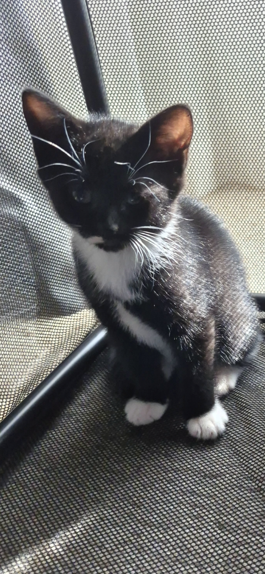 Russian Blue – Narre Warren