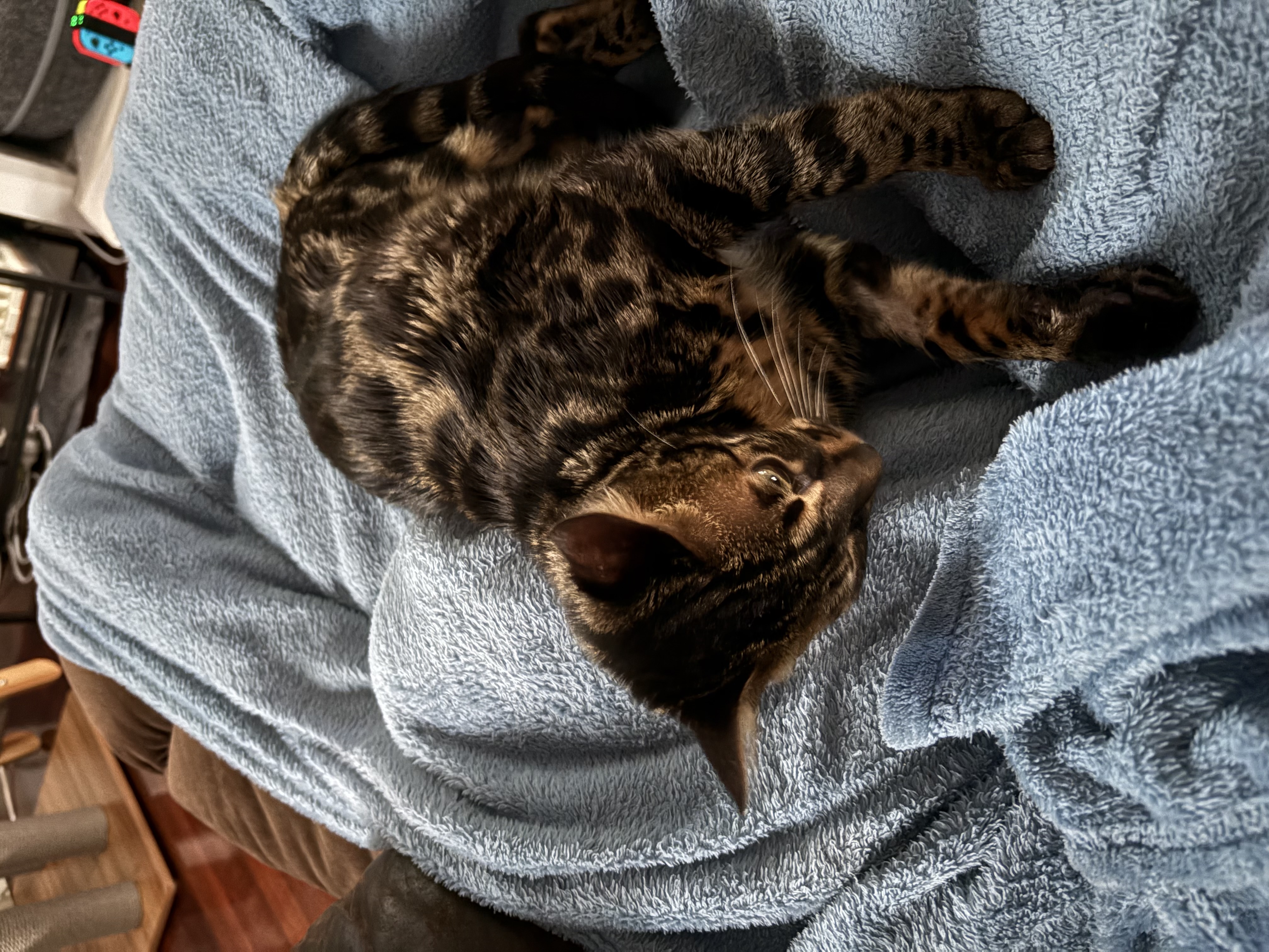 Bengal – South Bunbury