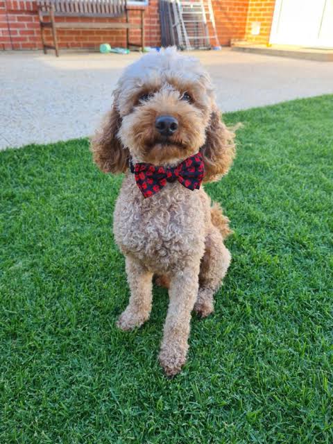 Toy Moodle – Rosewater