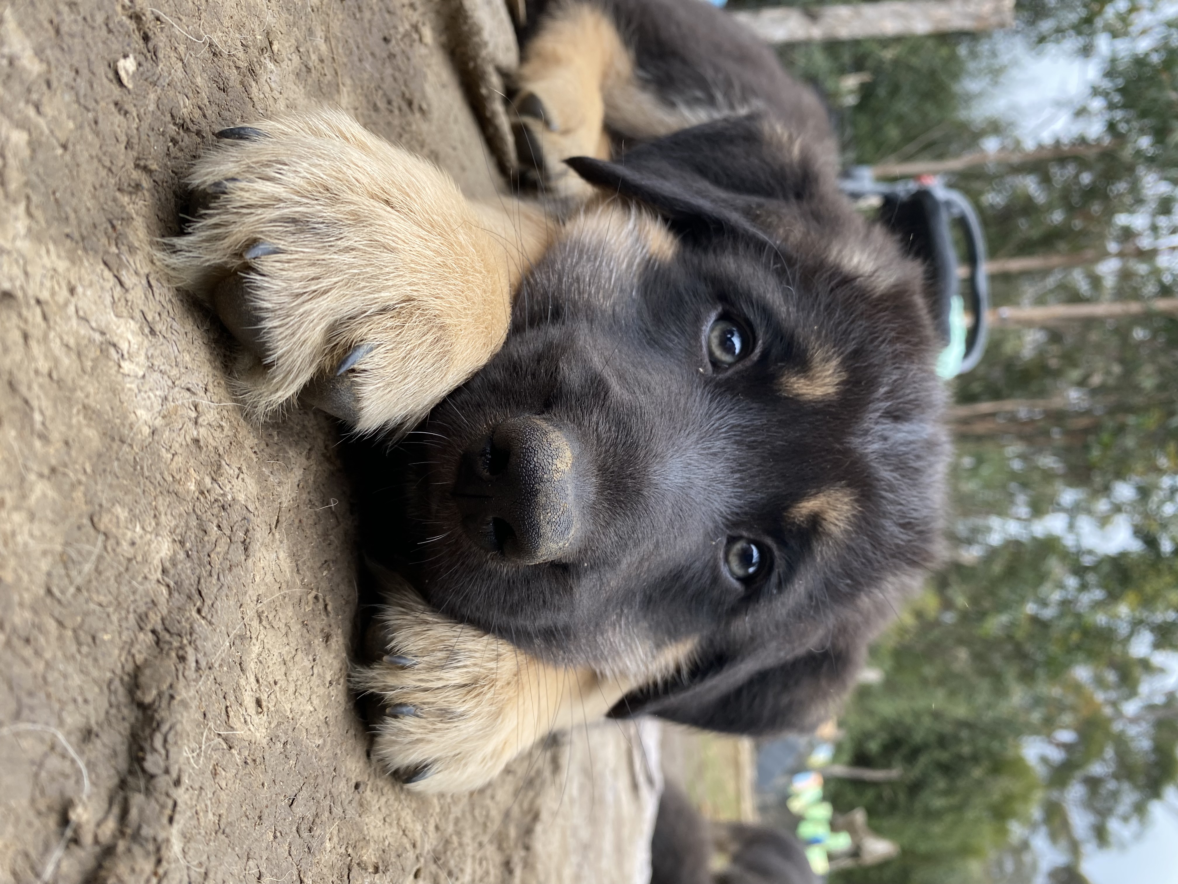 German Shepherd – Henrietta