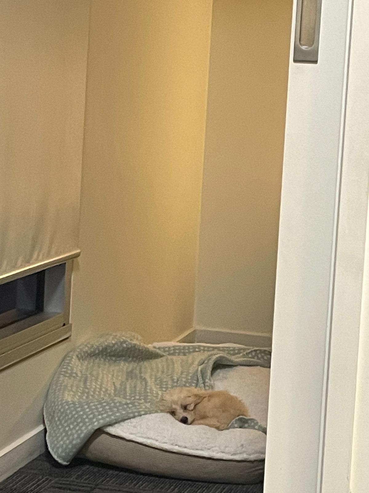 Shnoodle – Carlton