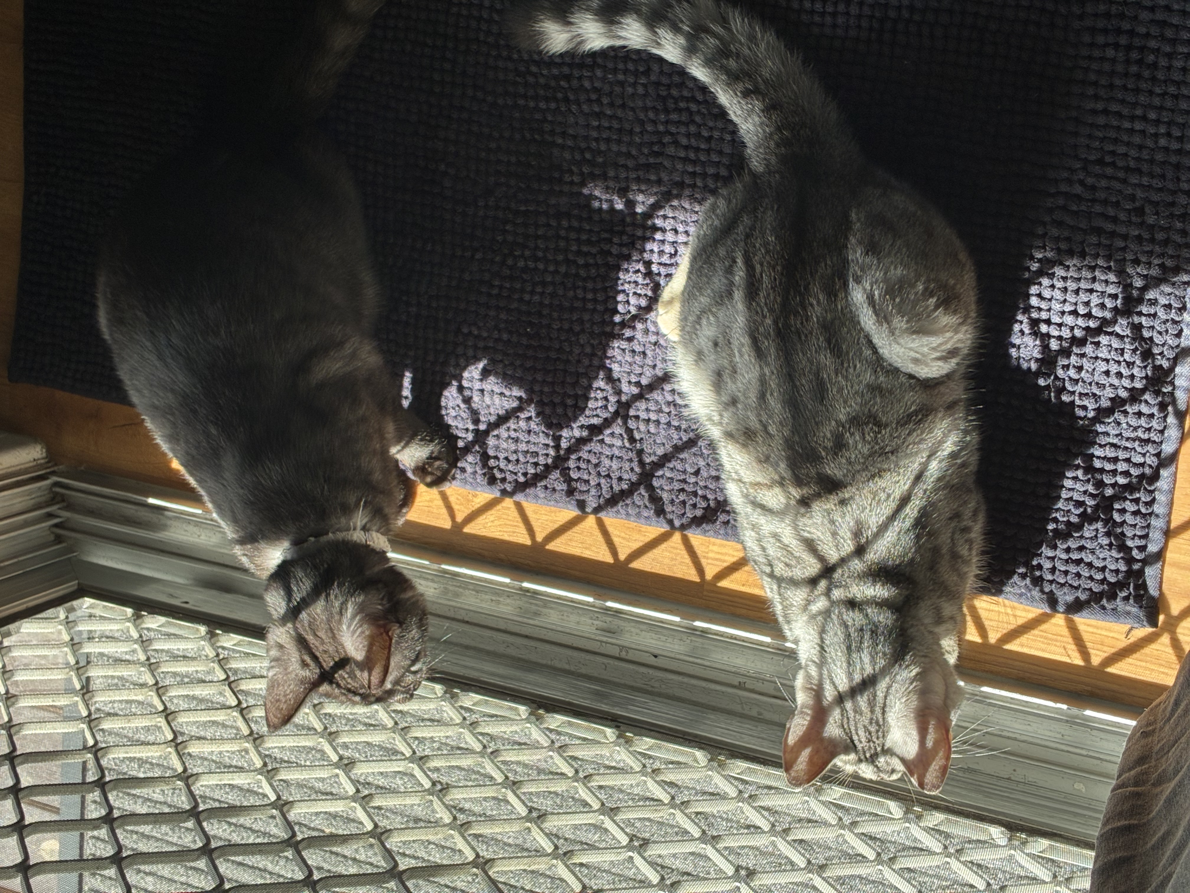 Egyptian Mau – Logan Central
