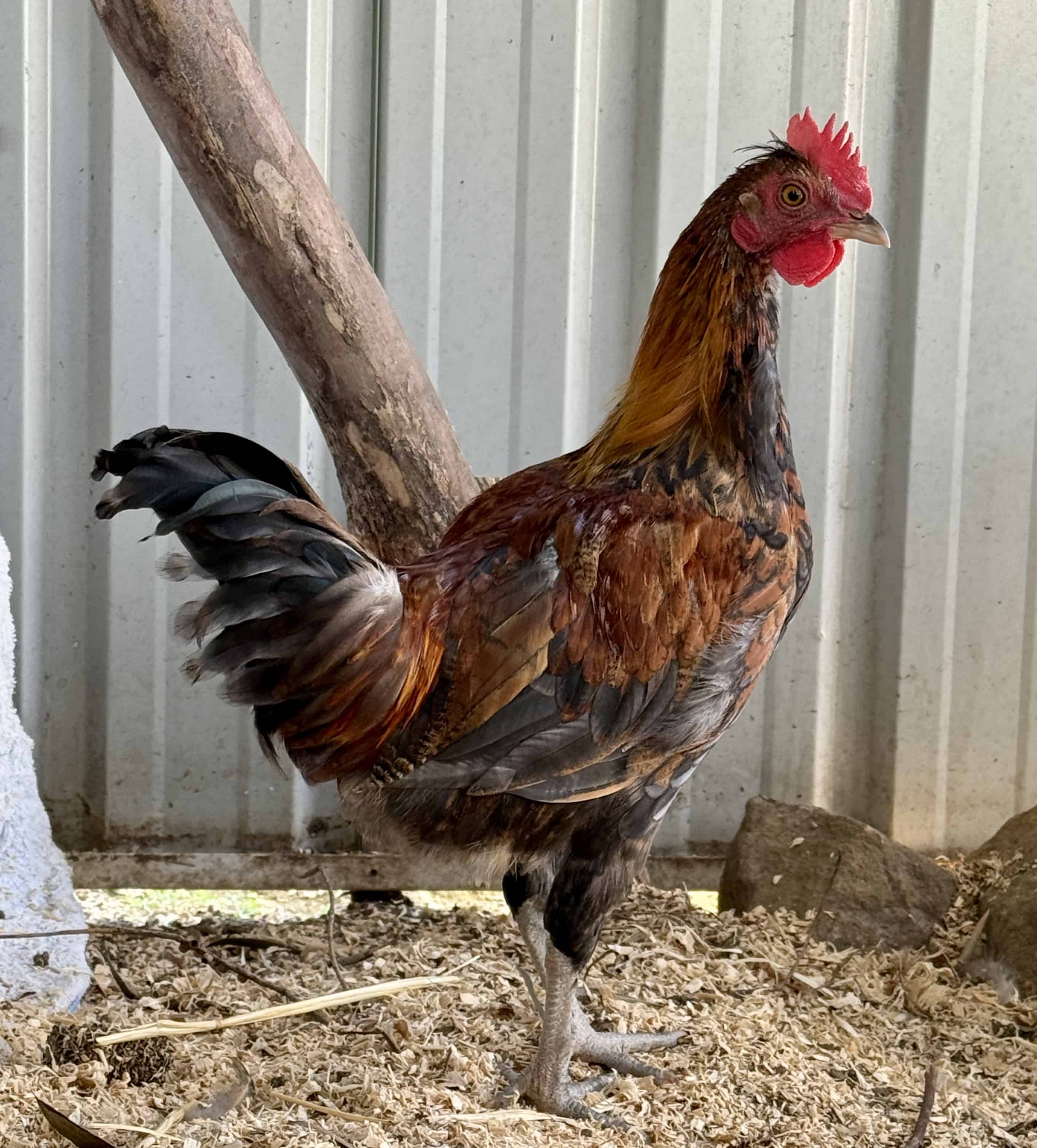 Chicken – Rutherford