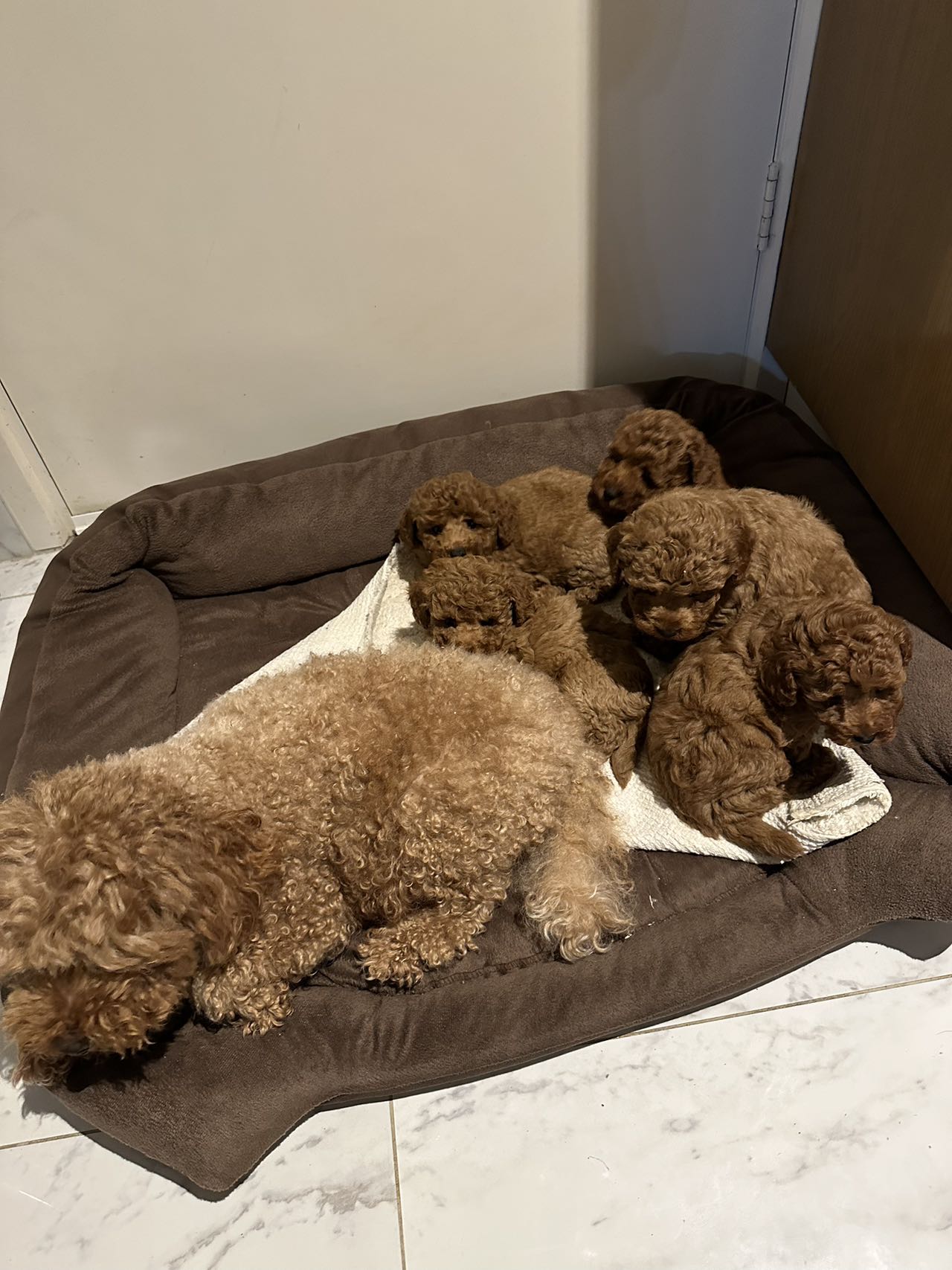 Adorable Purebred Toy Poodle Puppies for Sale - Ready to Go Home!