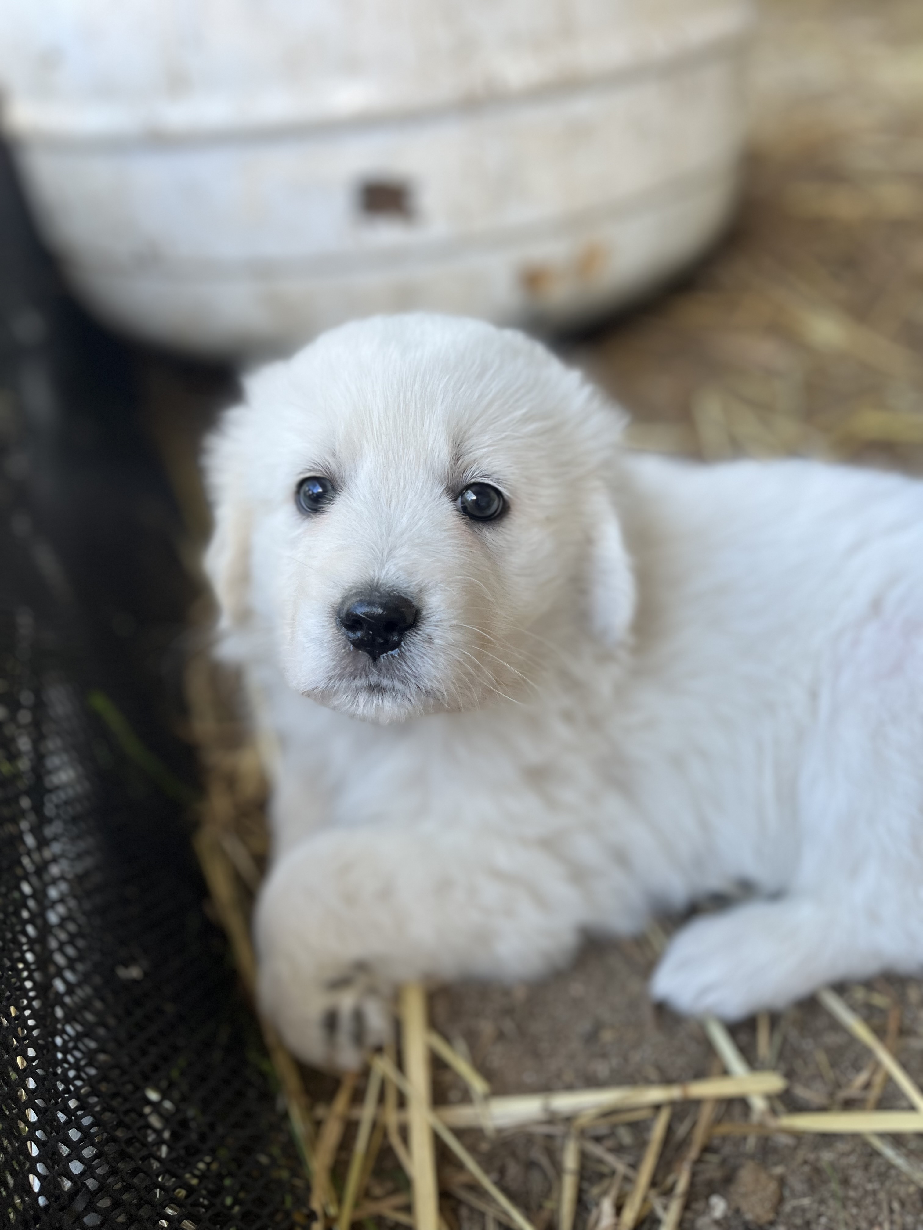 Maremma Wunghnu VIC PetsForHomes