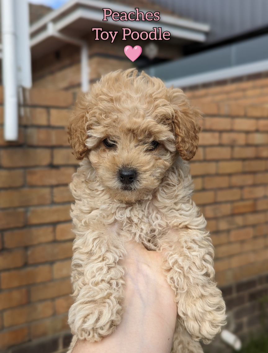 Toy Poodle – Caulfield Junction