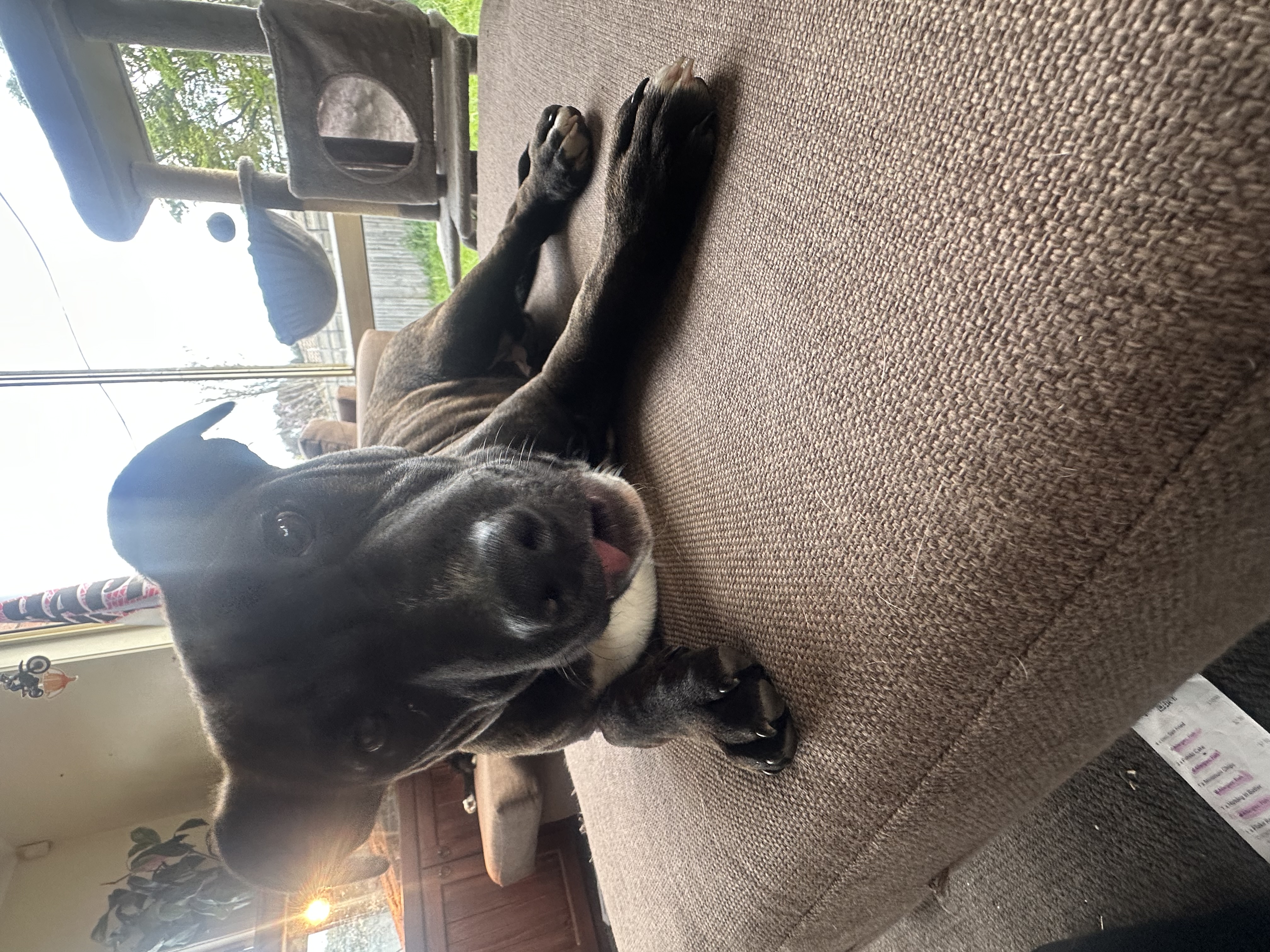 Staffordshire Bull Terrier – Wallan