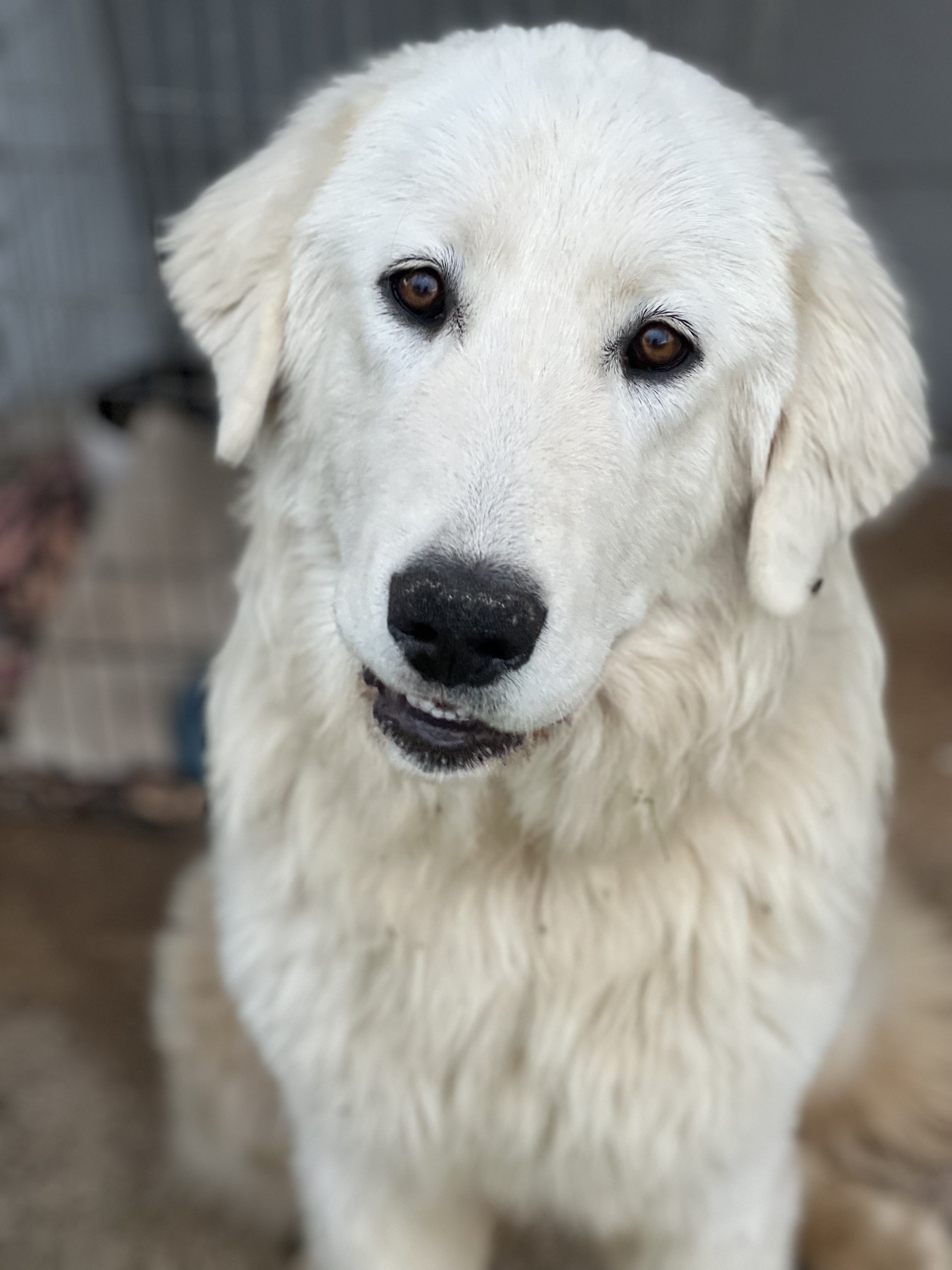 Maremma Sheepdog – Canowindra