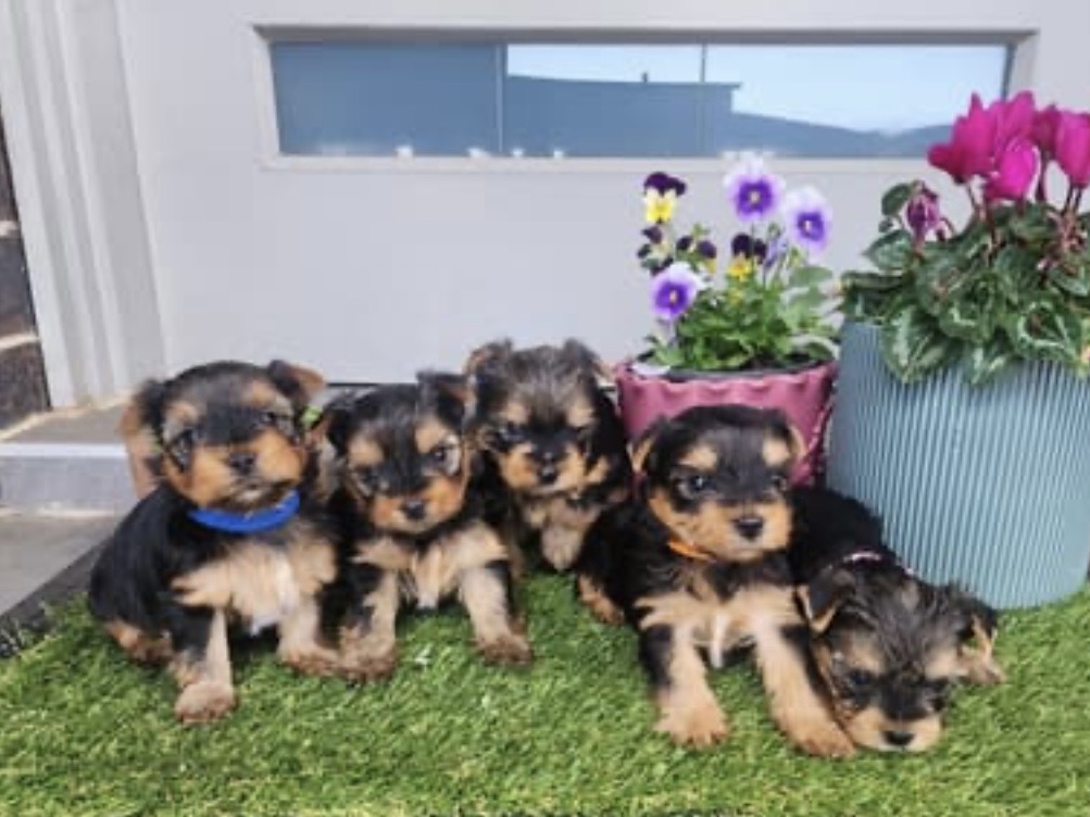 Yorkshire Terrier – Grantham Farm