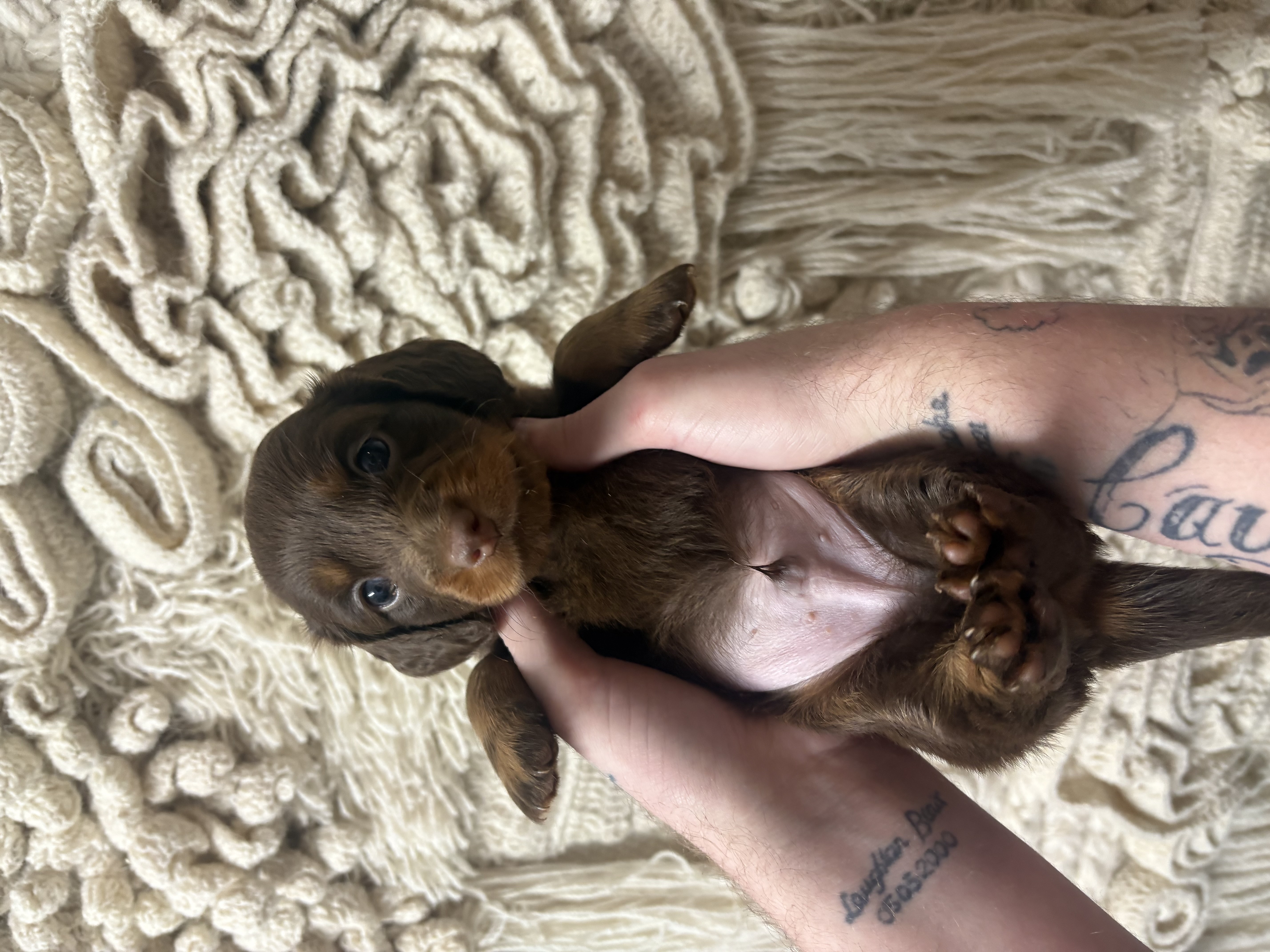 Dachshund – Park Avenue