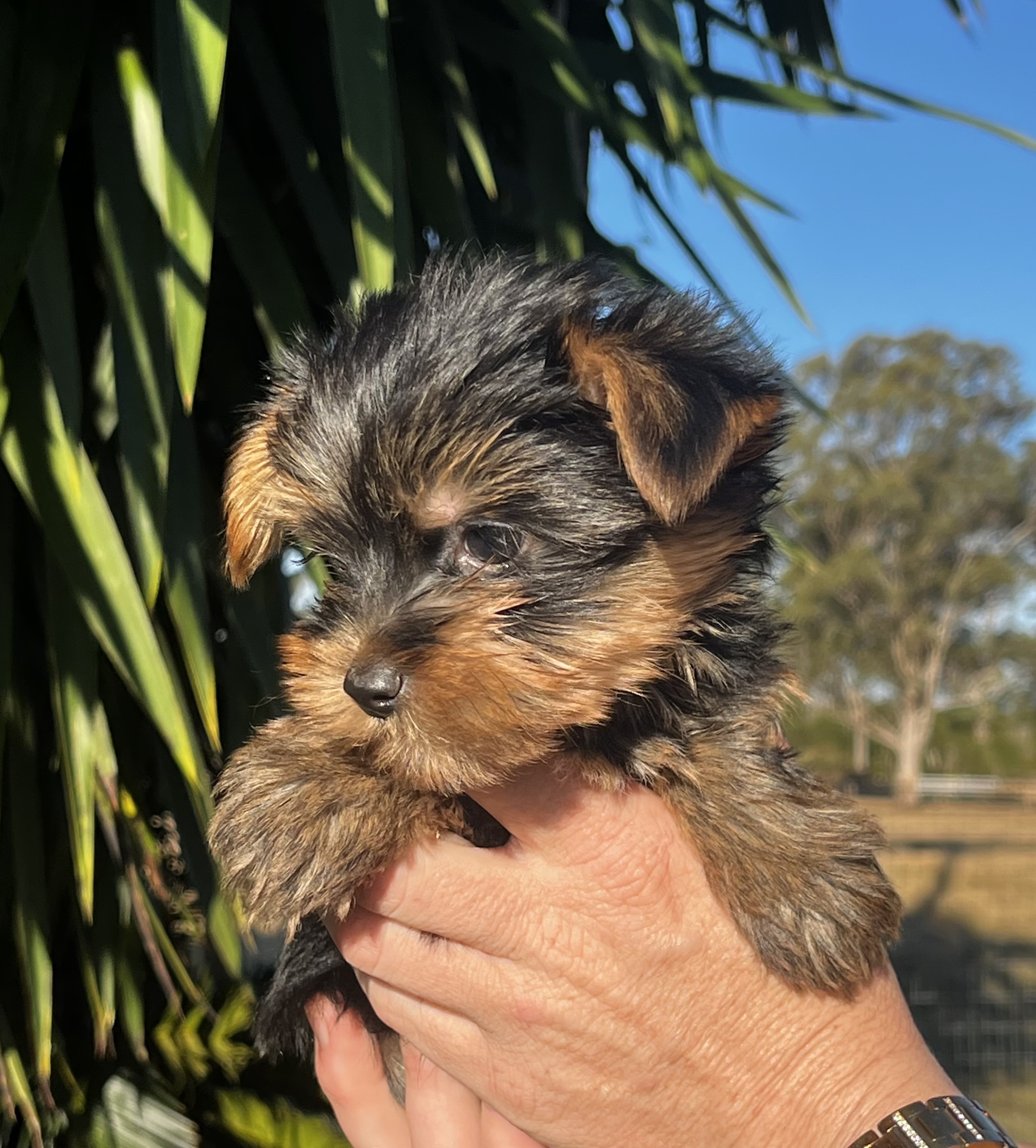 Yorkshire Terrier – Kingaroy