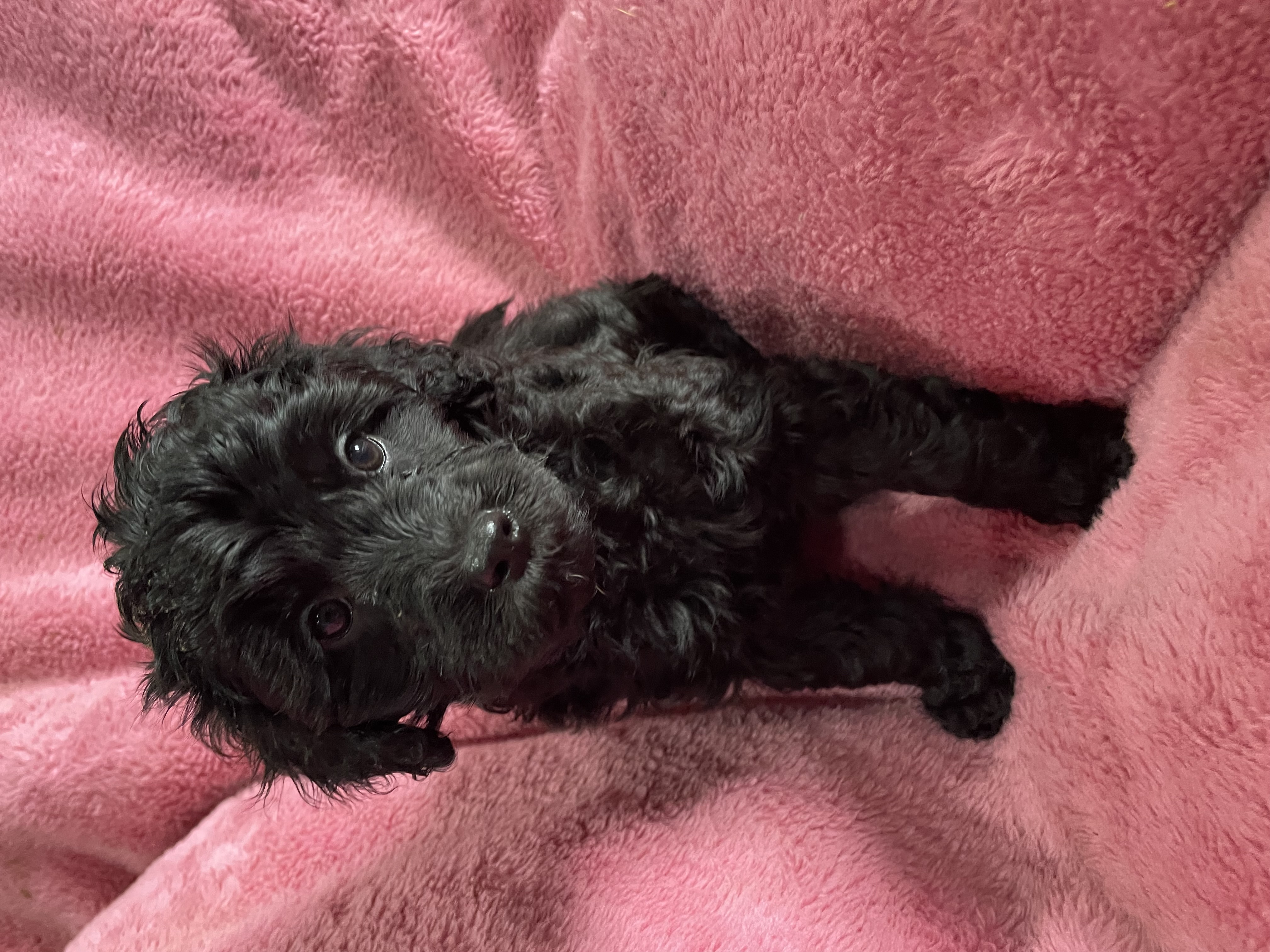 Schnoodle – Geelong