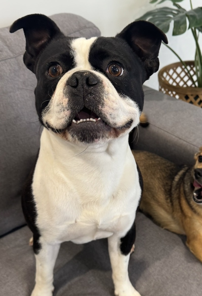 Boston Terrier – Marsden Park