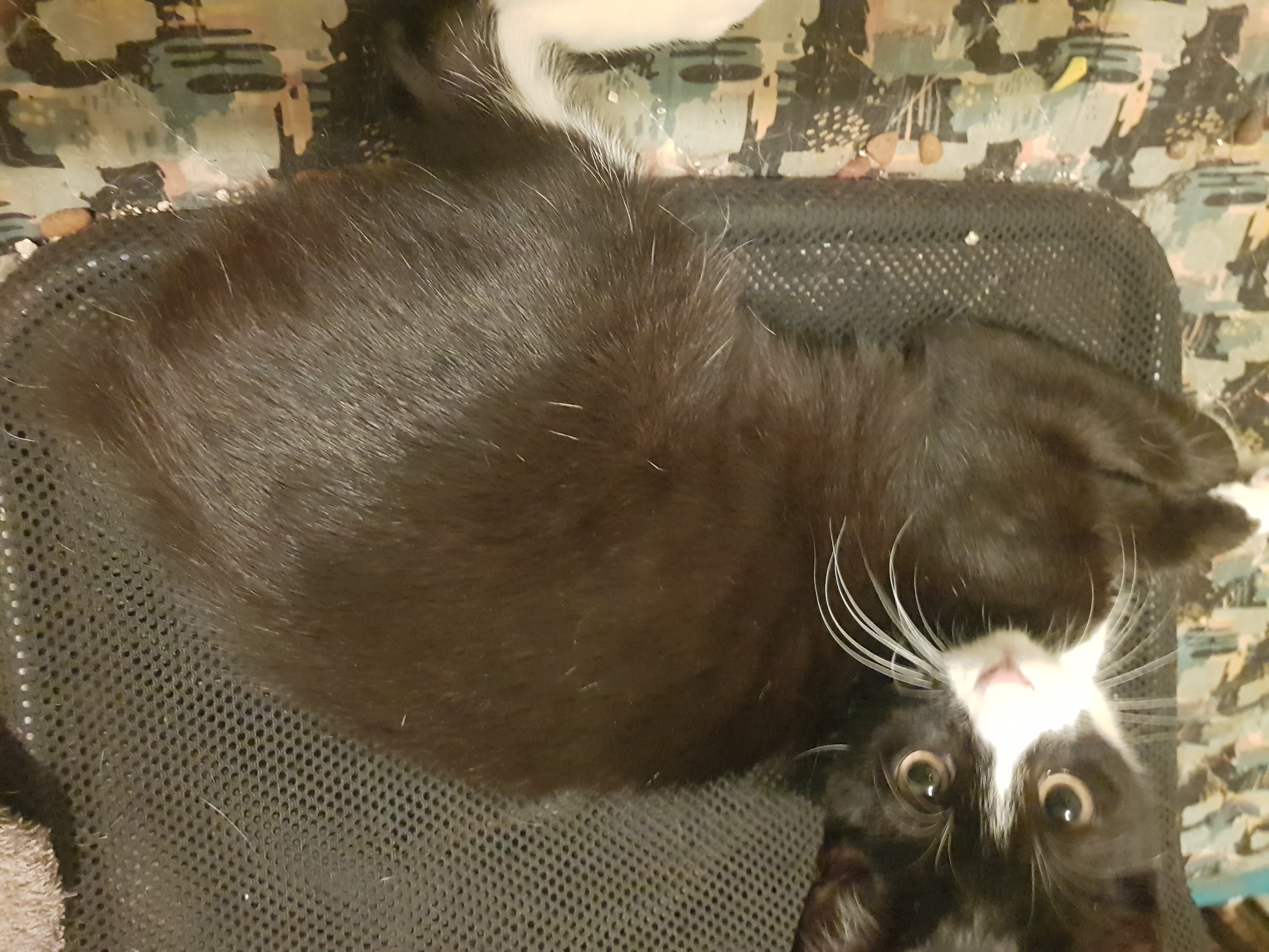 Manx – Karen mitchell