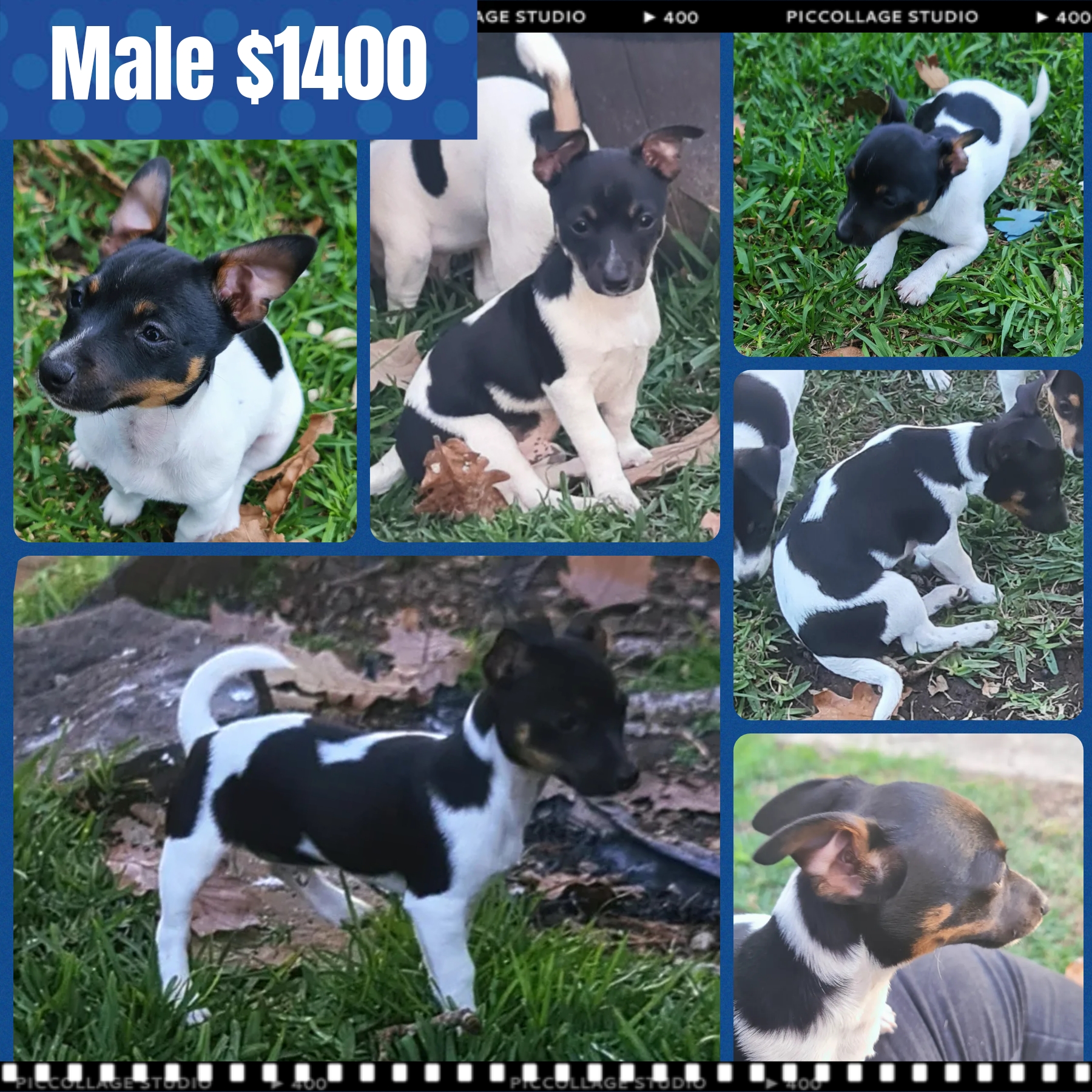Tenterfield Terrier – Halekulani