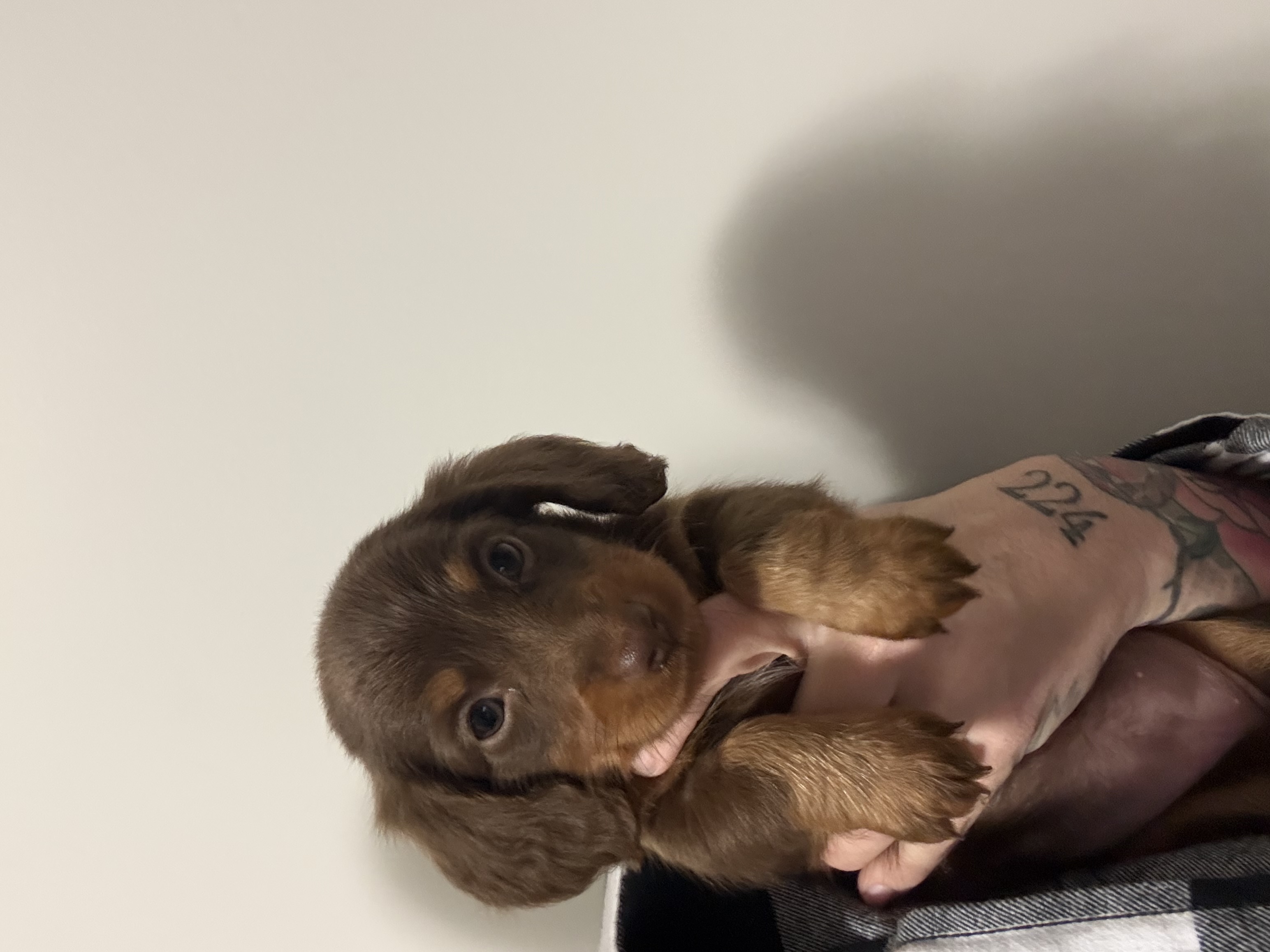 Miniature Dachshund – Rockhampton City