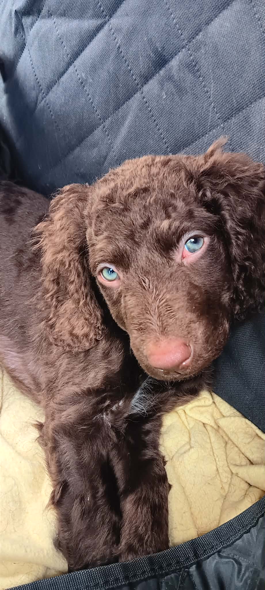 Murray Retriever – Barkly