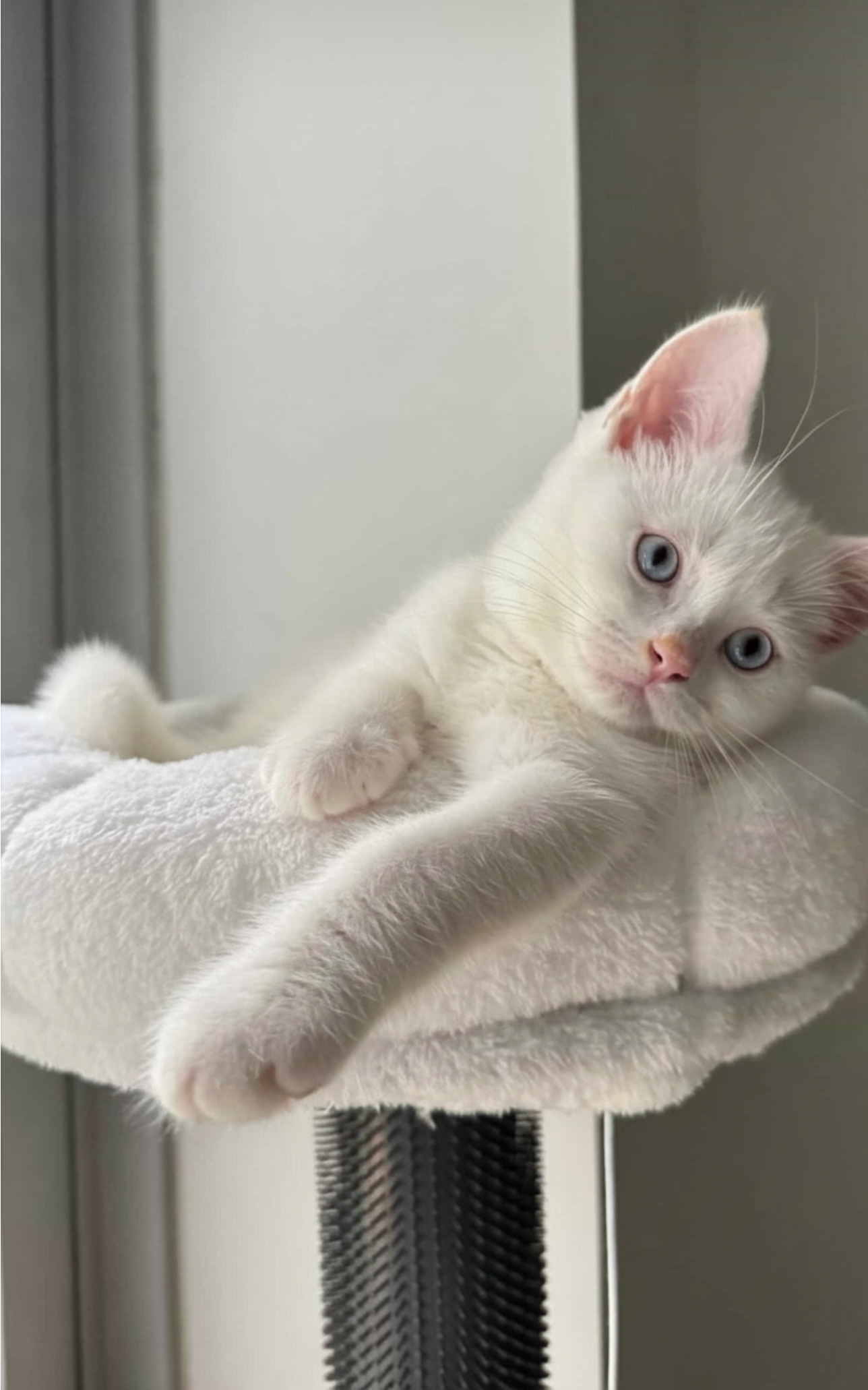 British Shorthair – Haymarket