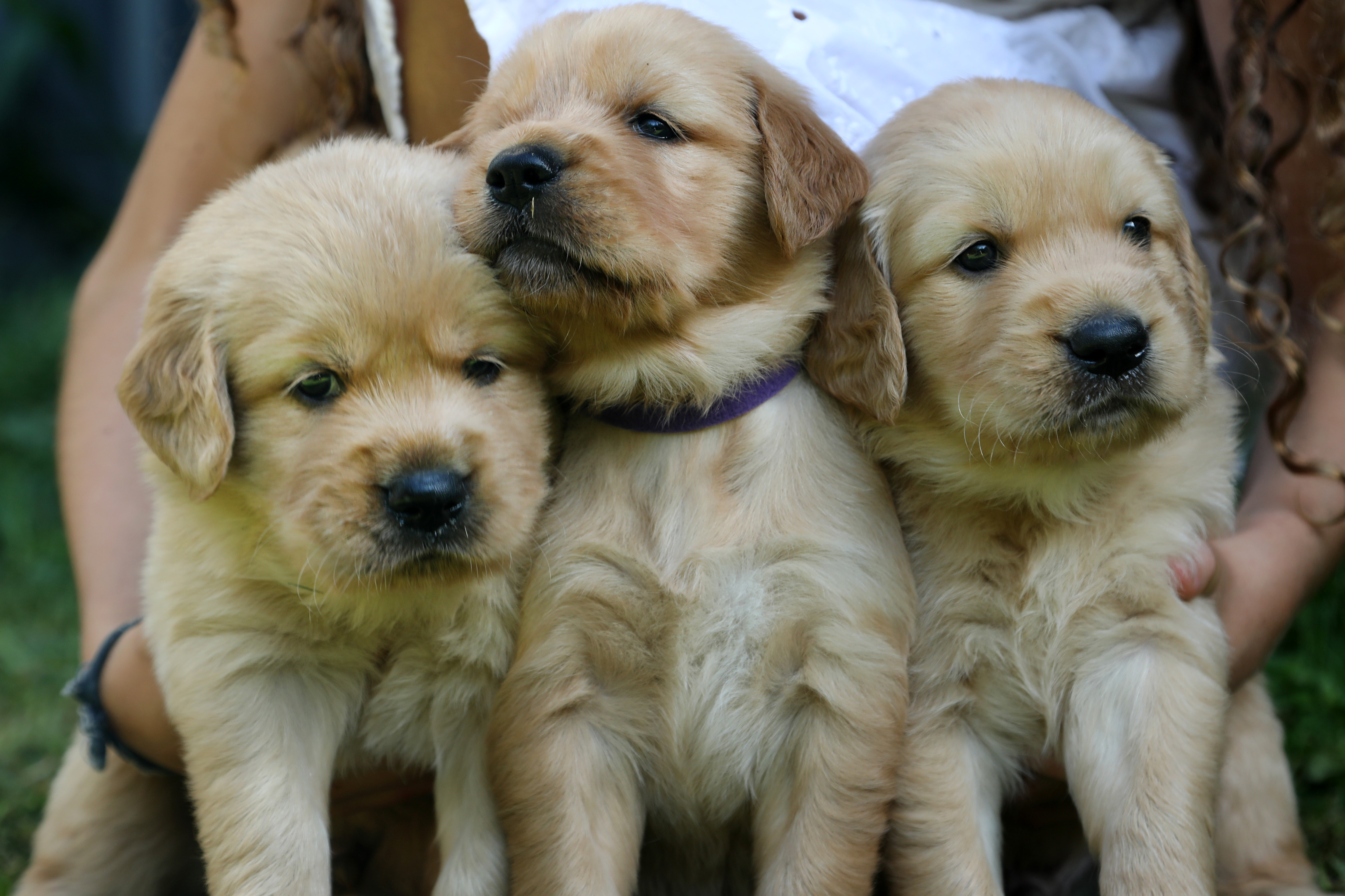 Golden Retriever – Coffs Harbour