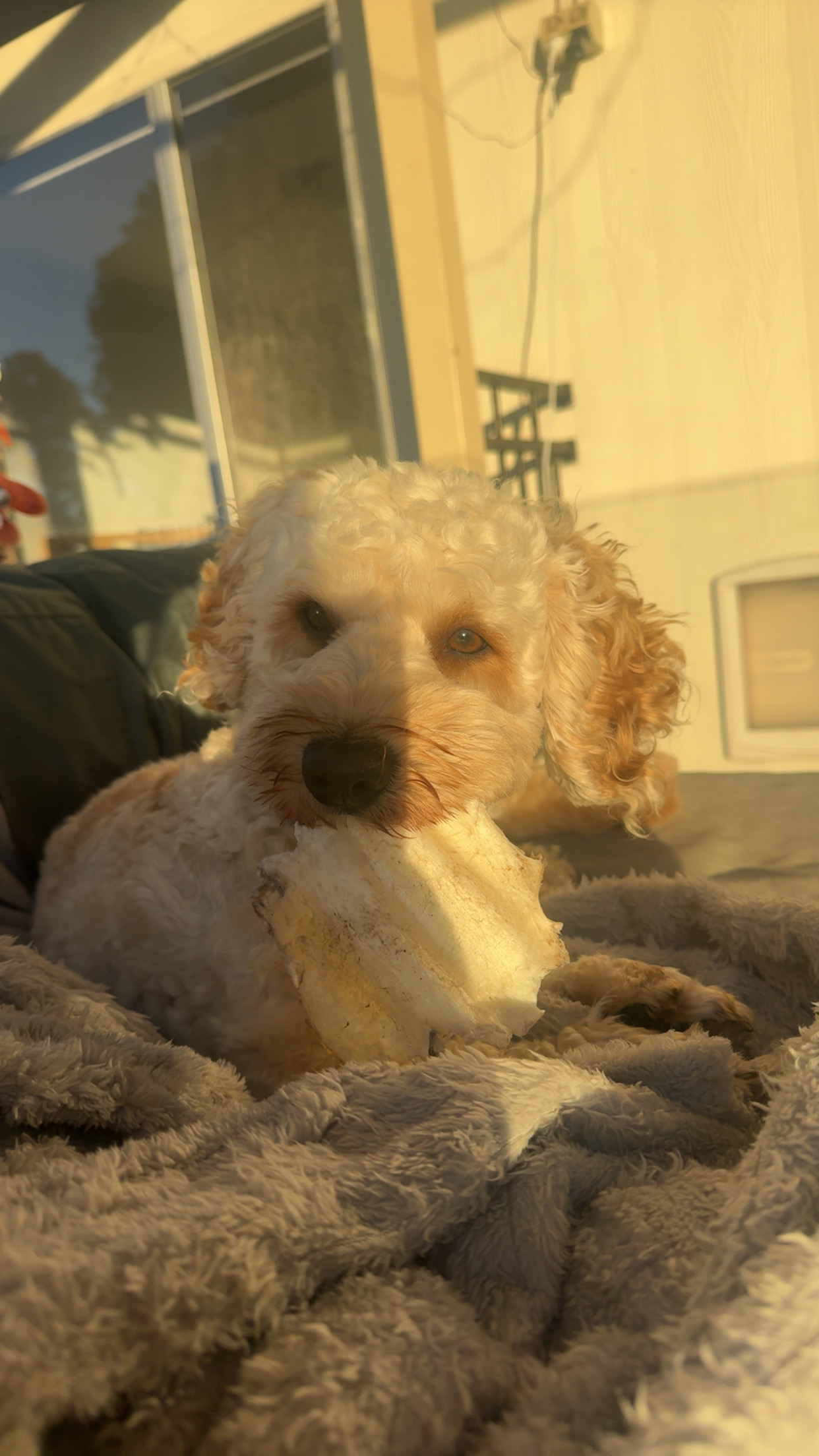 Cavoodle – Willetton