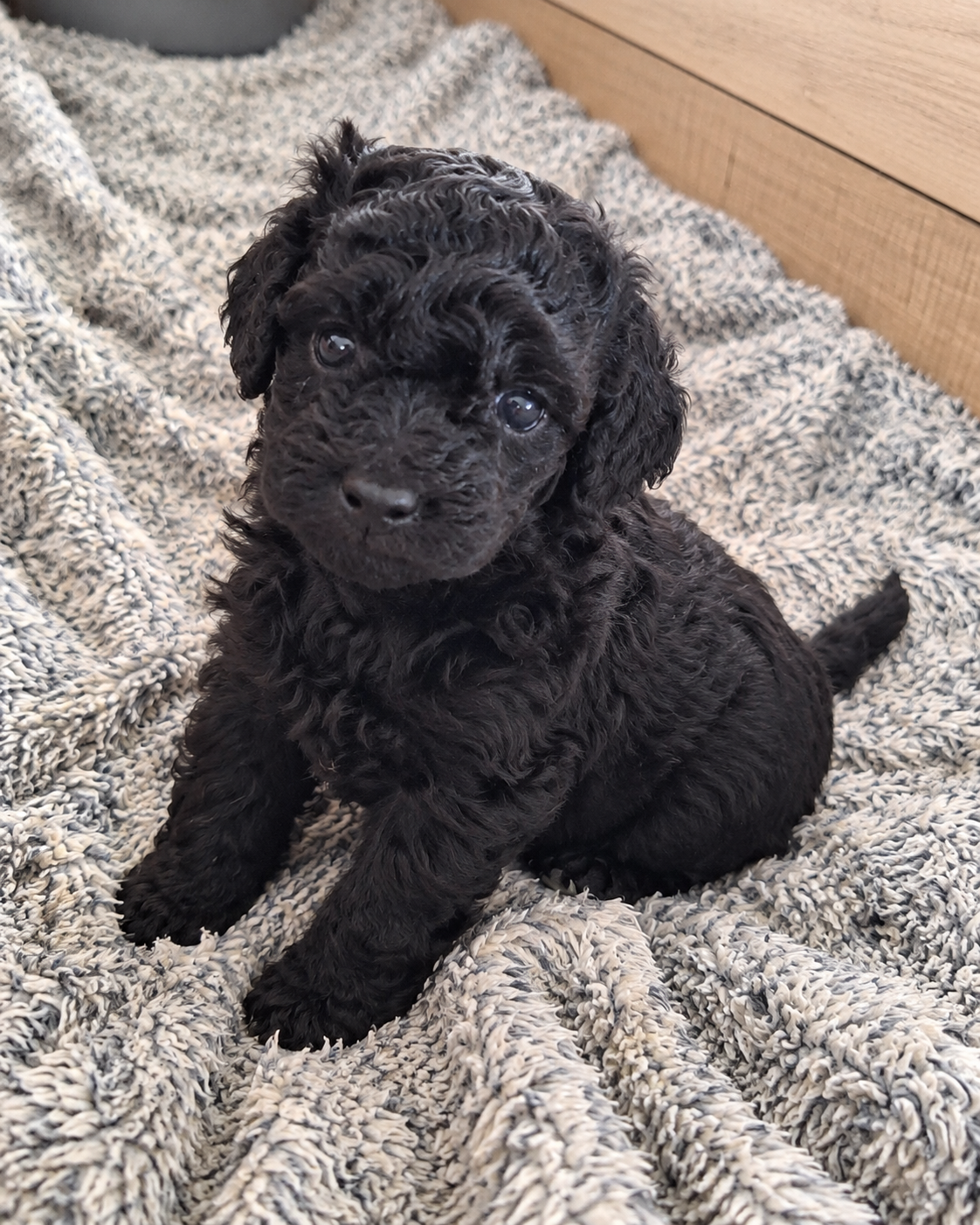 Toy Poodle – East Launceston