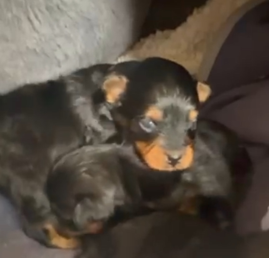 Poodle Mini – Tahmoor