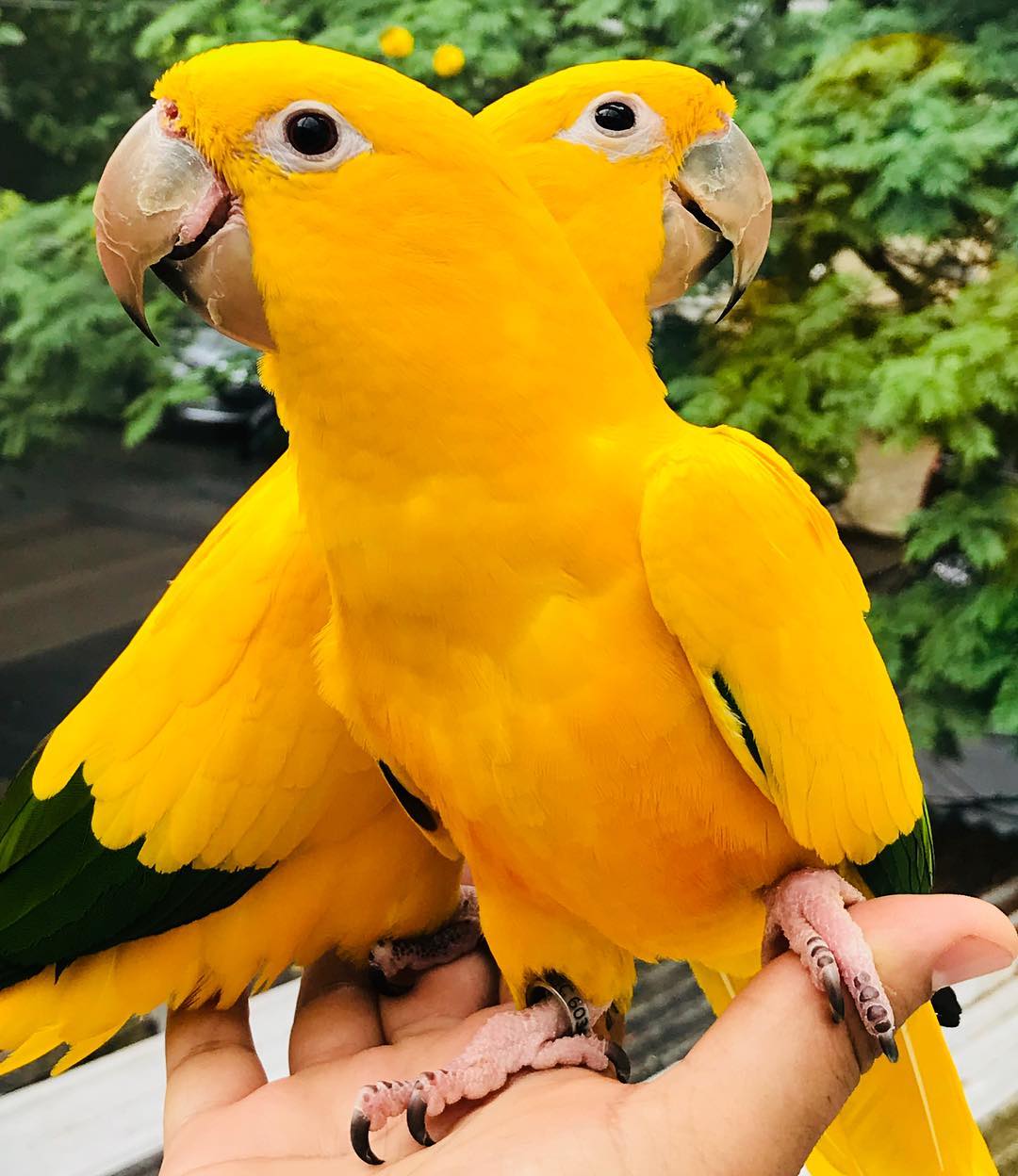 Golden Conure Birds