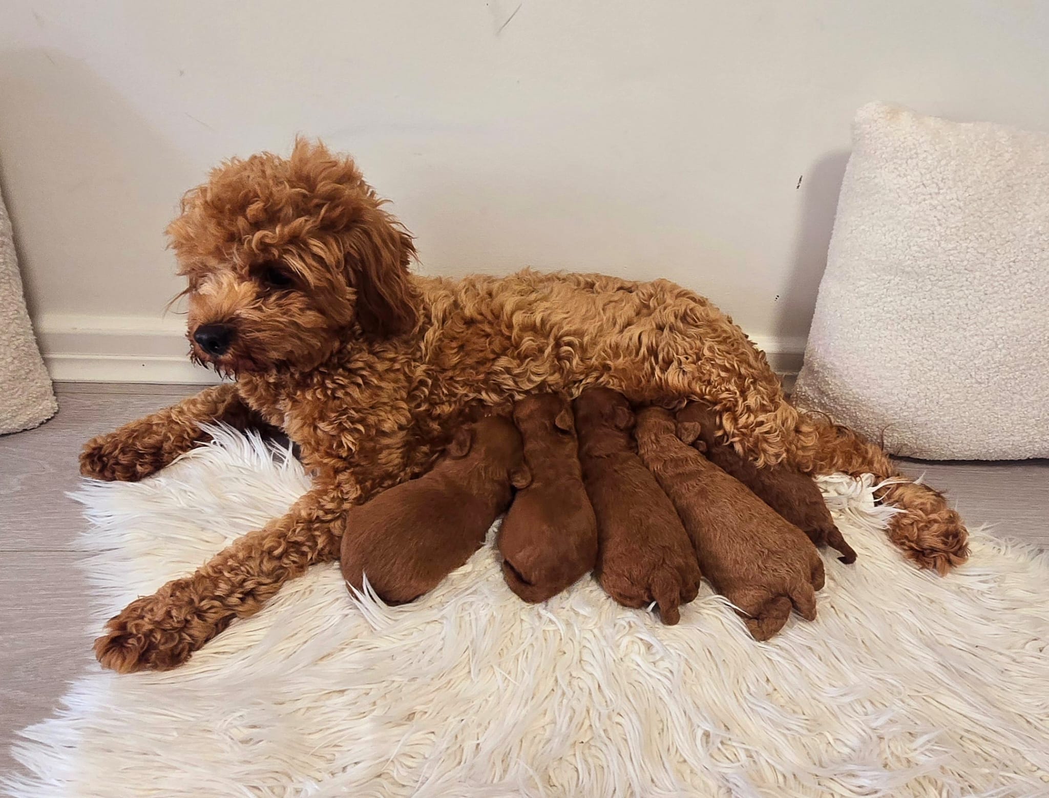 Cavoodle – Ballajura