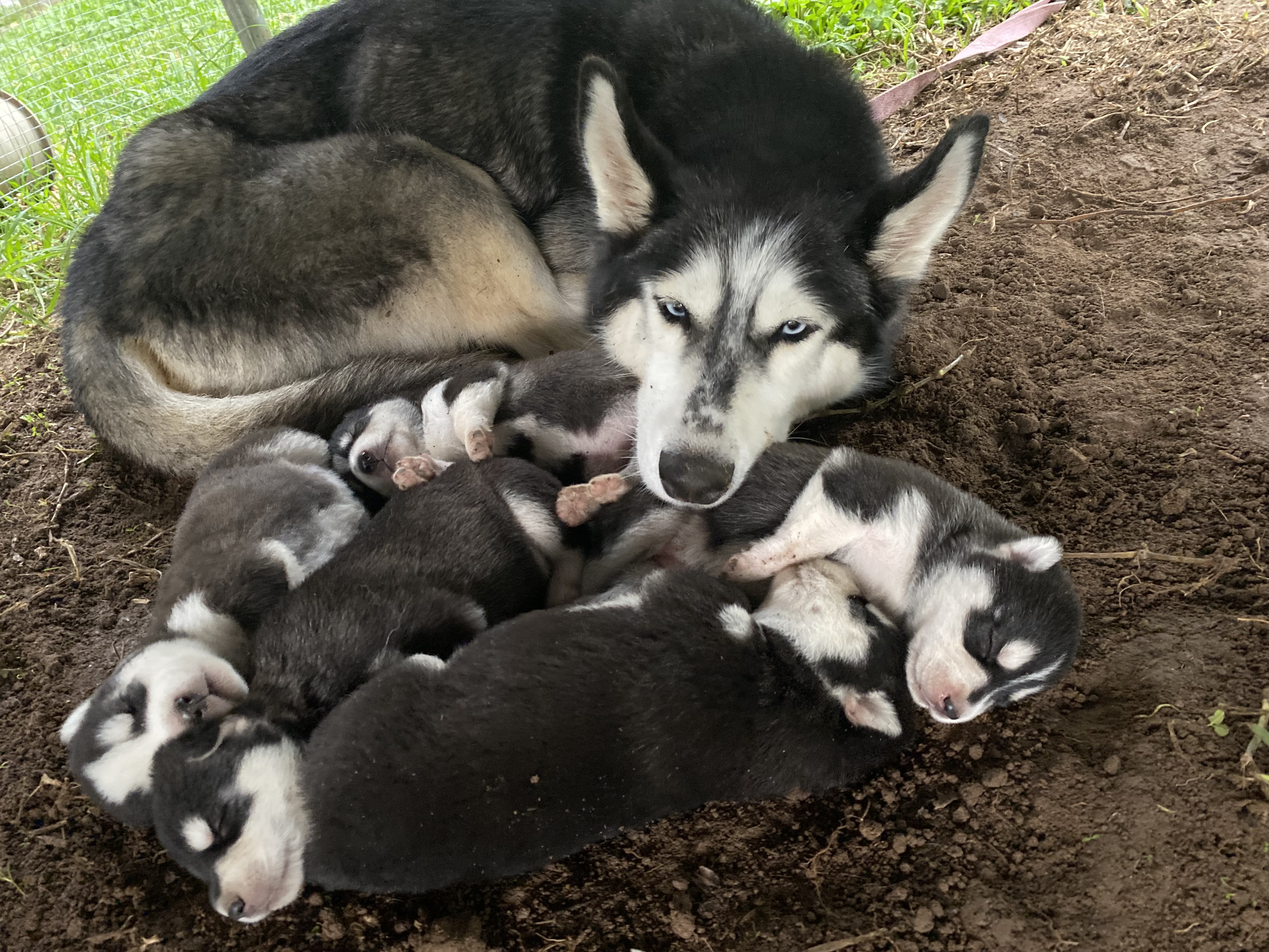 Husky – Surfers Paradise