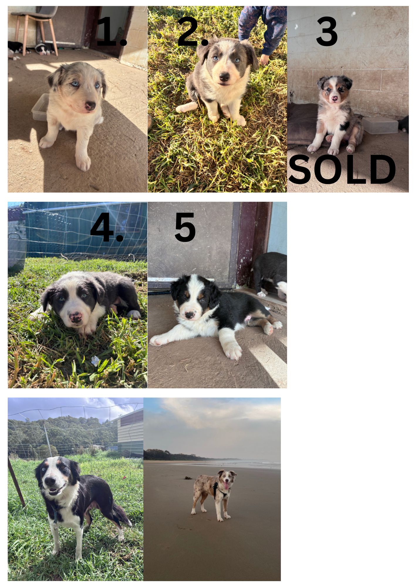 Border Collie – Coramba