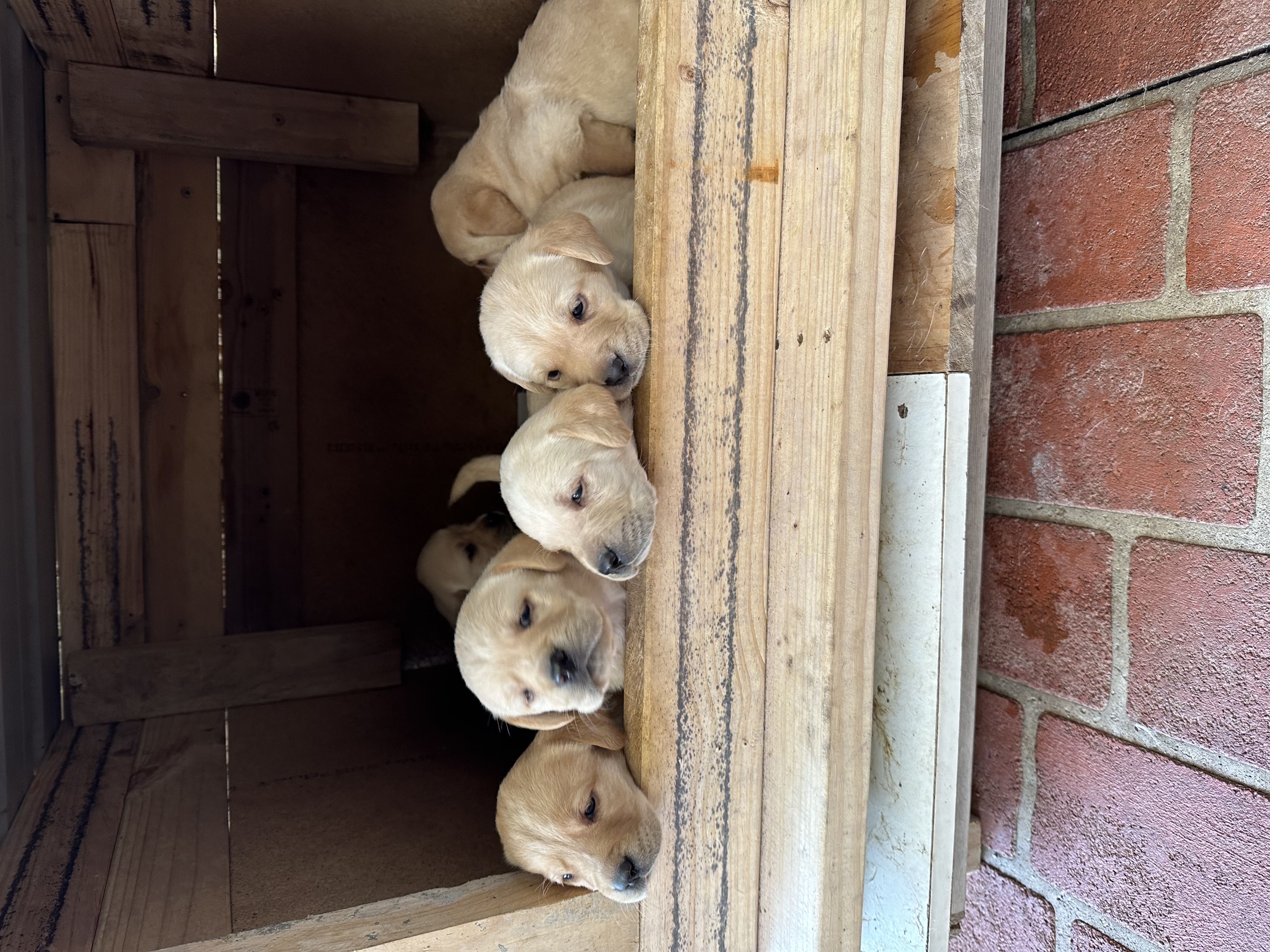 Adorable purebred golden Labrador puppies