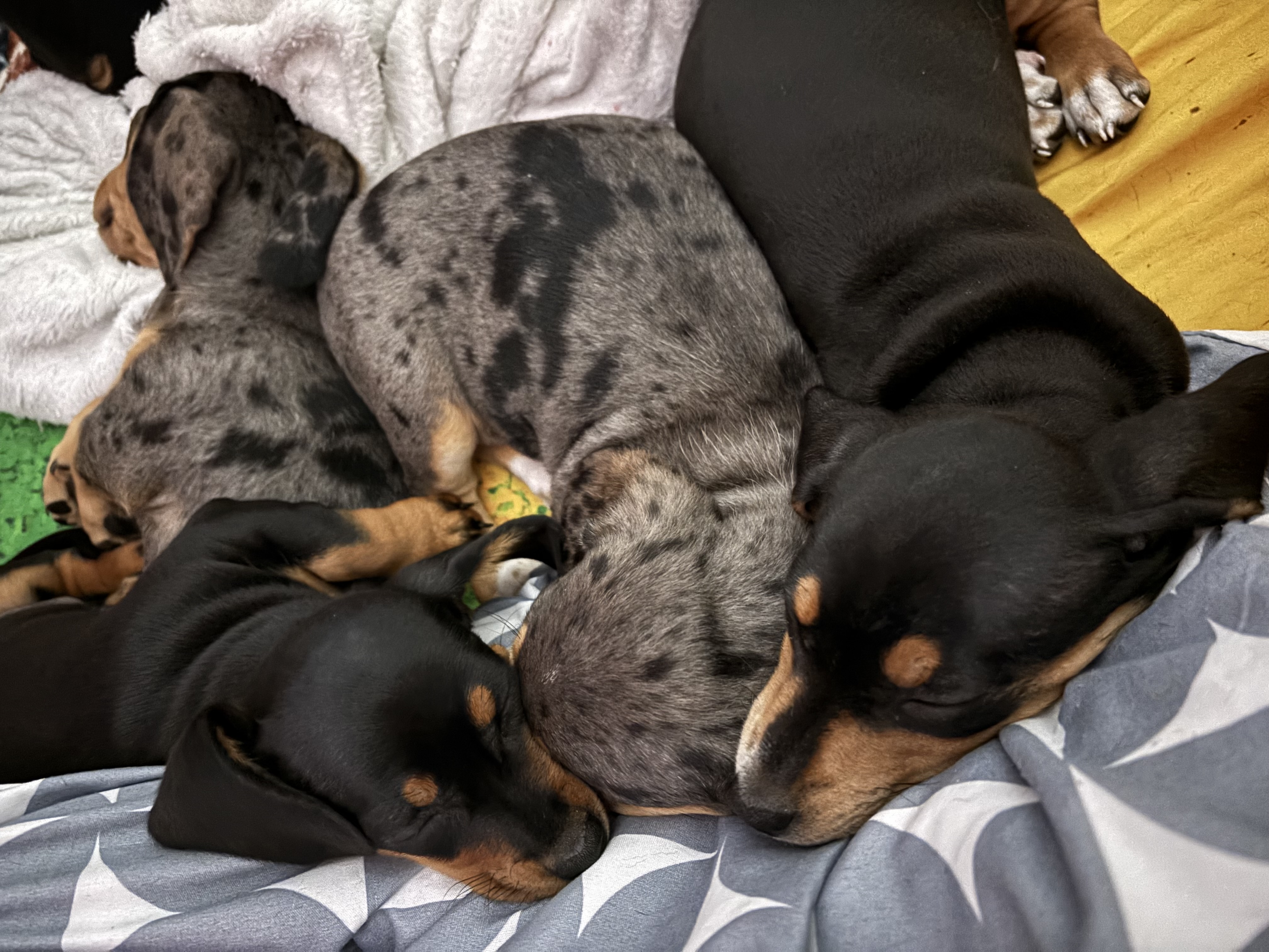 Dachshund – Narangba