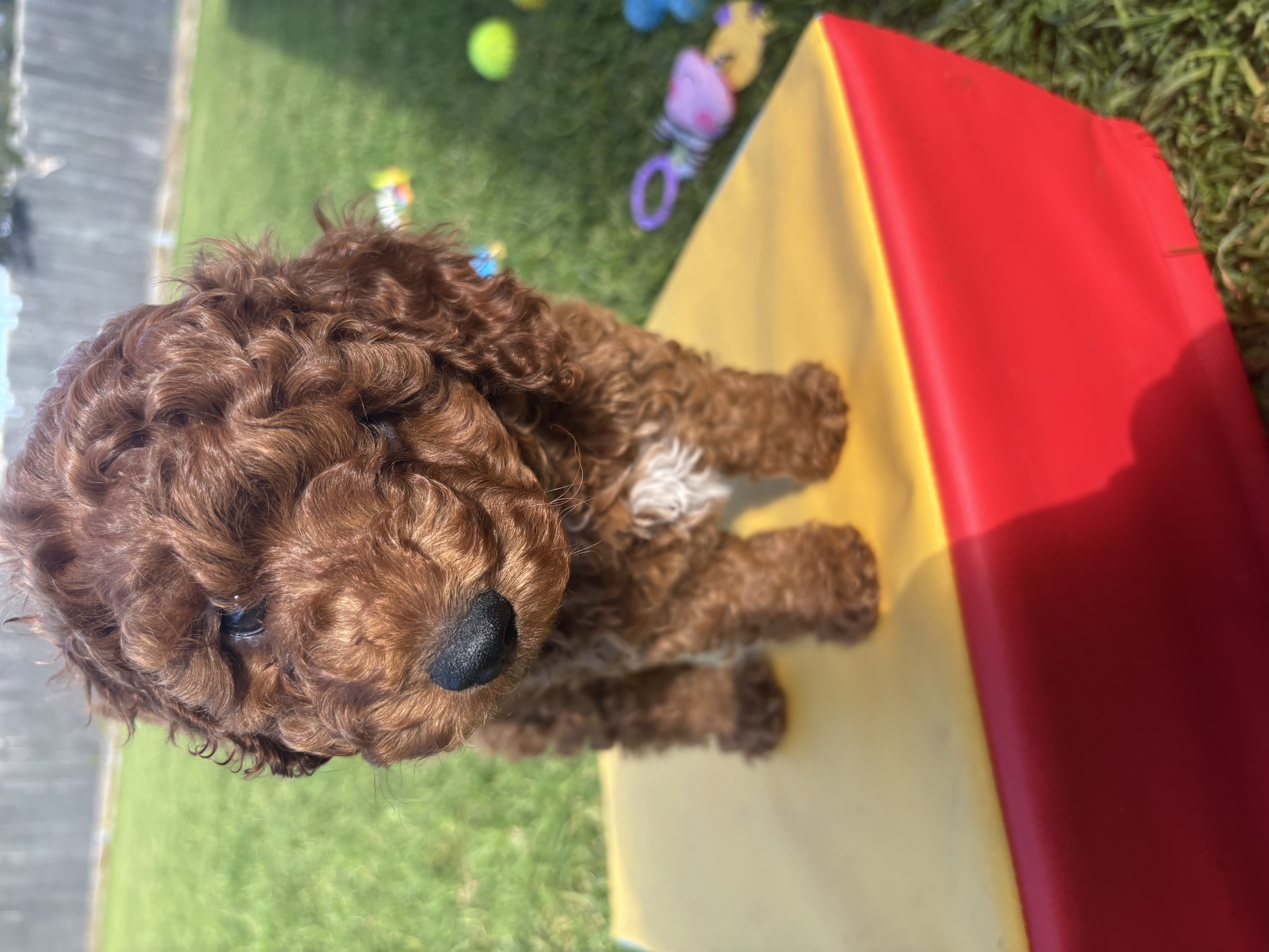 Cavoodle – Dana