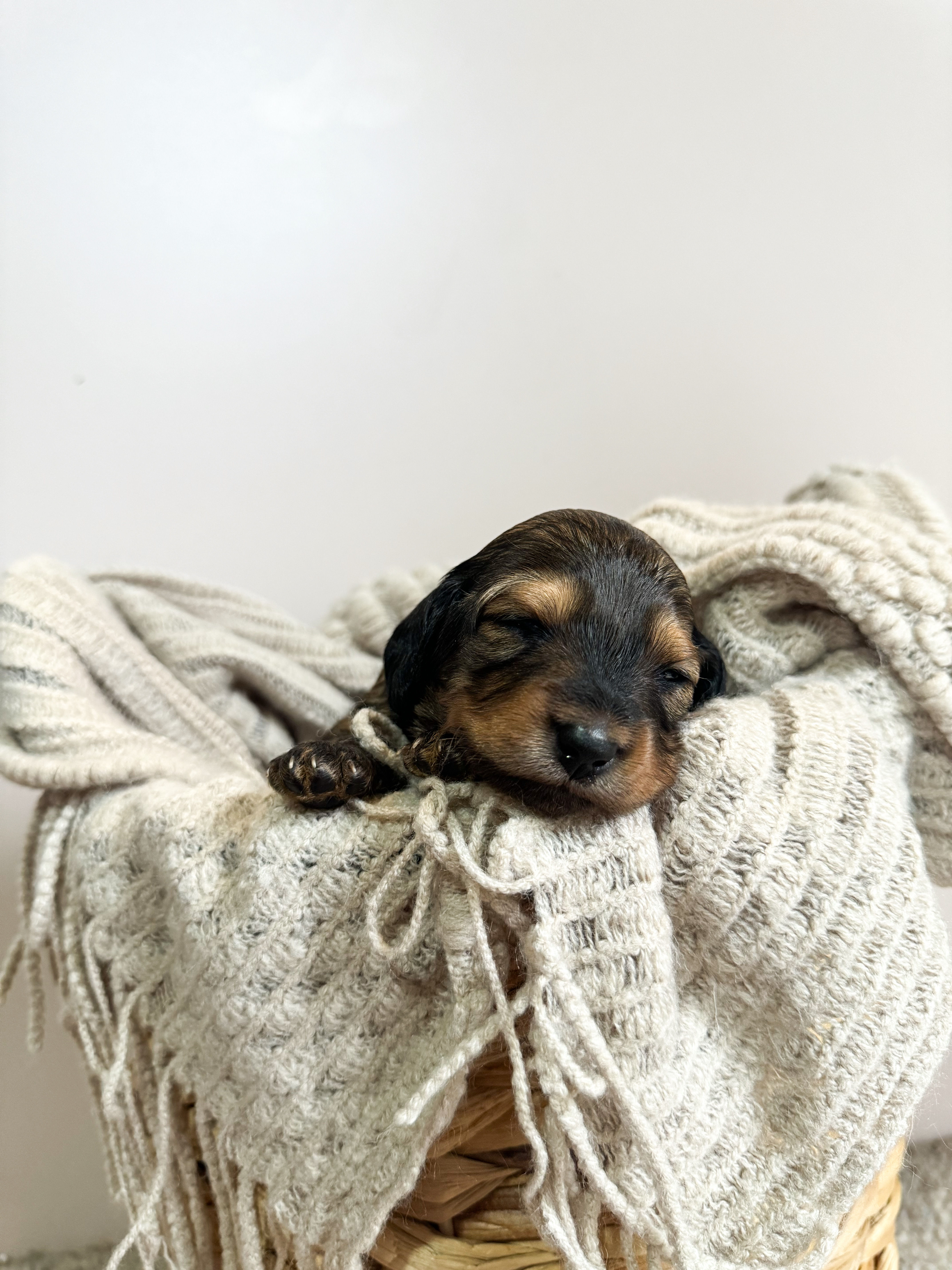 Miniature Dachshund – Taree