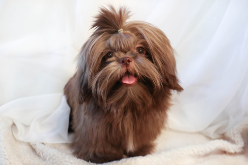 Dogs – Port Douglas