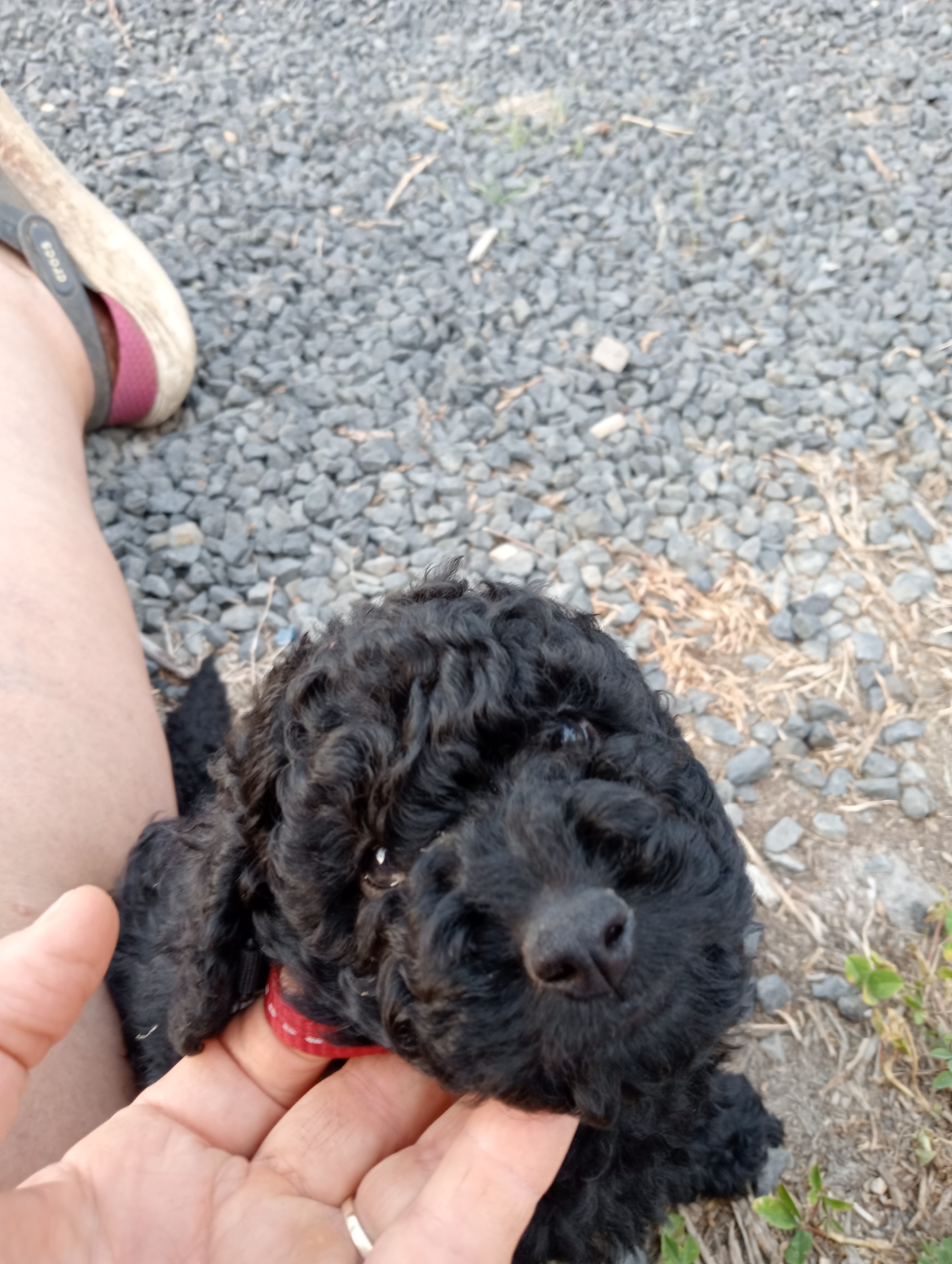 Toy Poodle - Deepwater