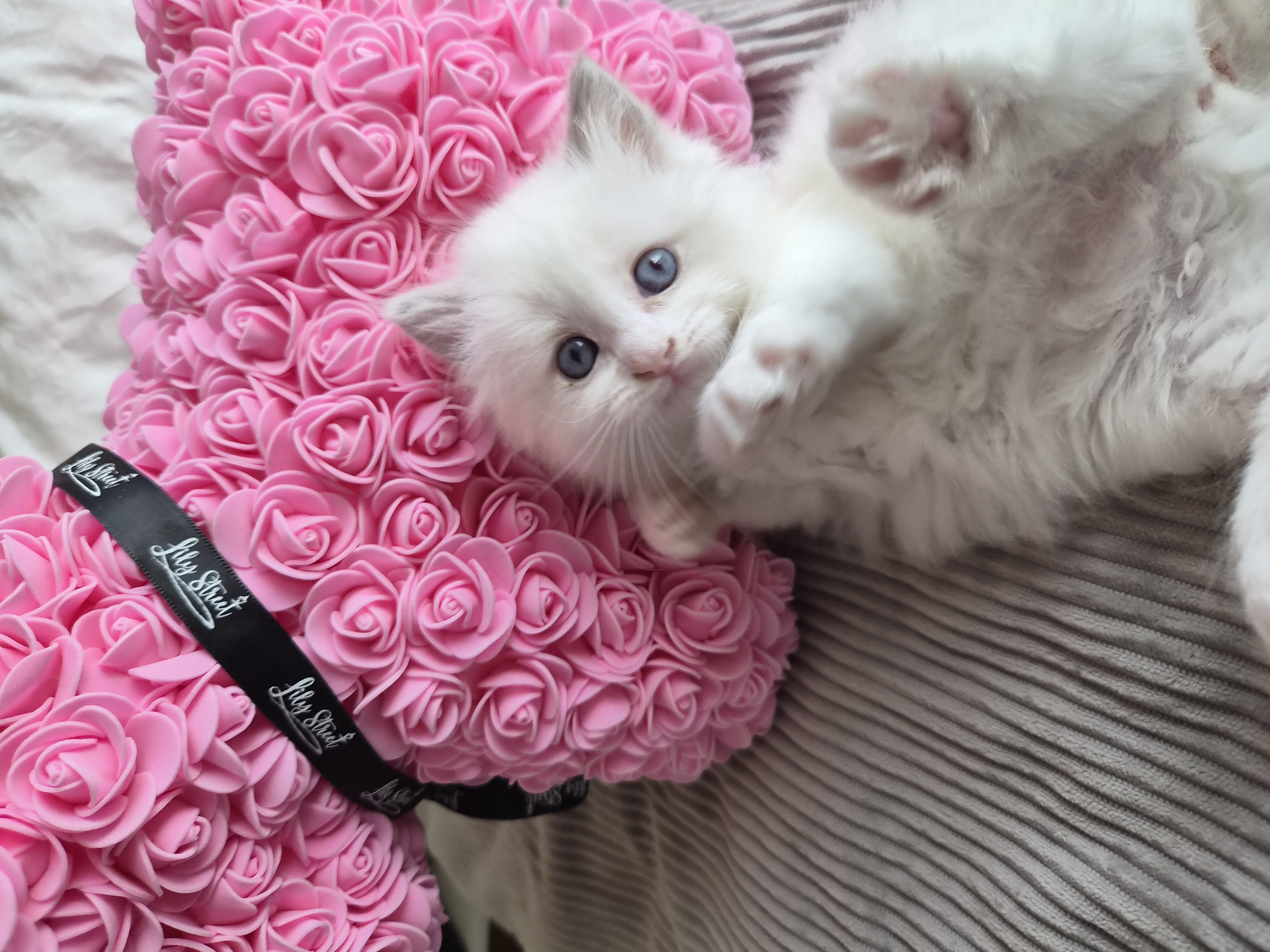 Ragdoll – Park Holme