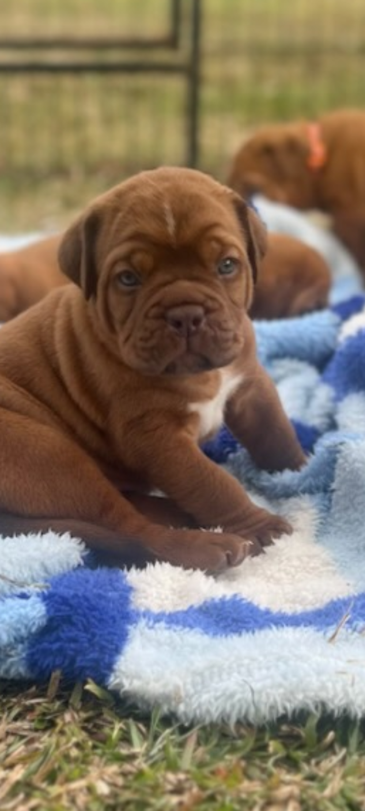 Dogue De Bordeaux – Jimboomba