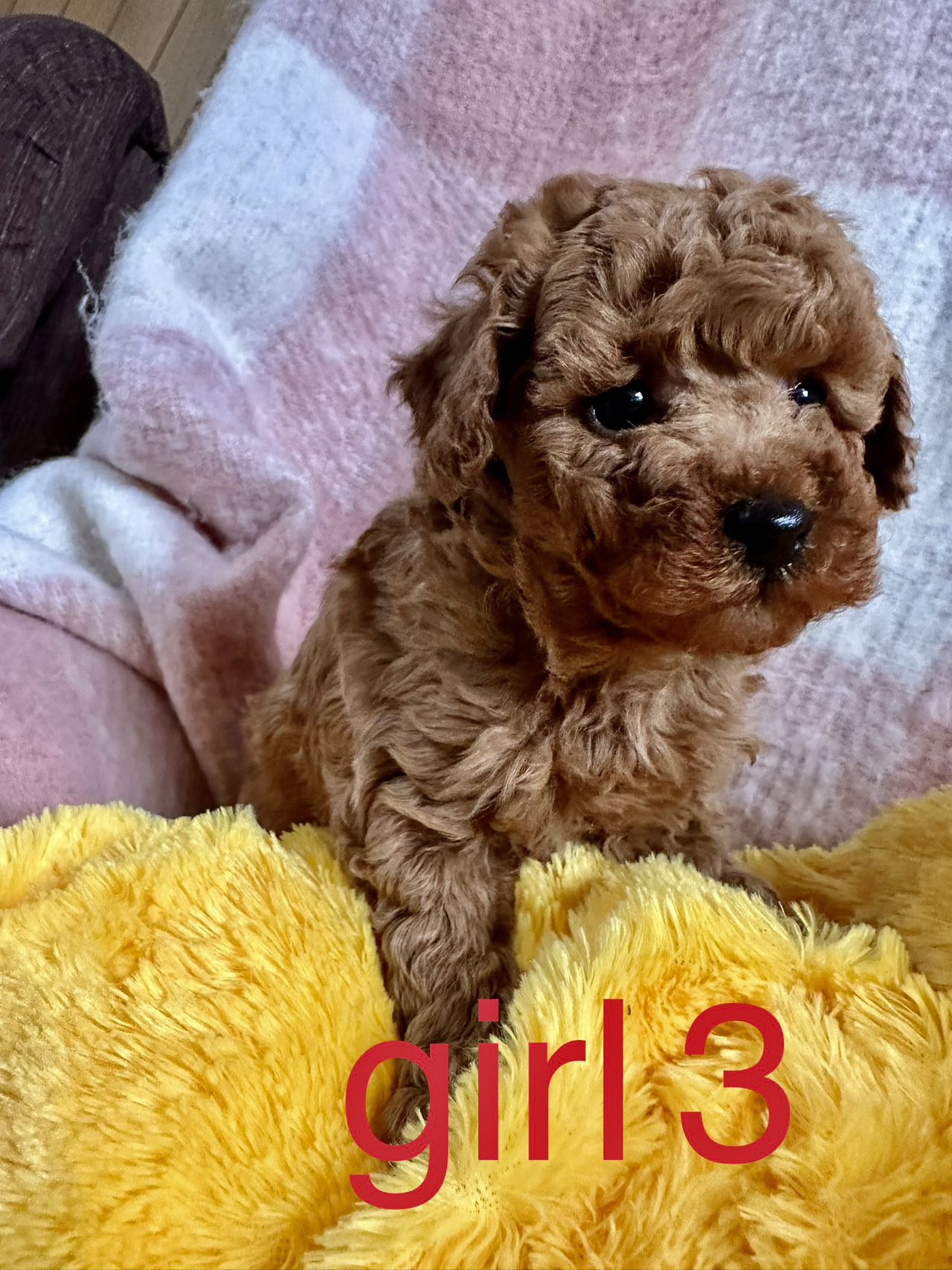 Adorable Purebred Toy Poodle Puppies for Sale - Ready to Go Home!