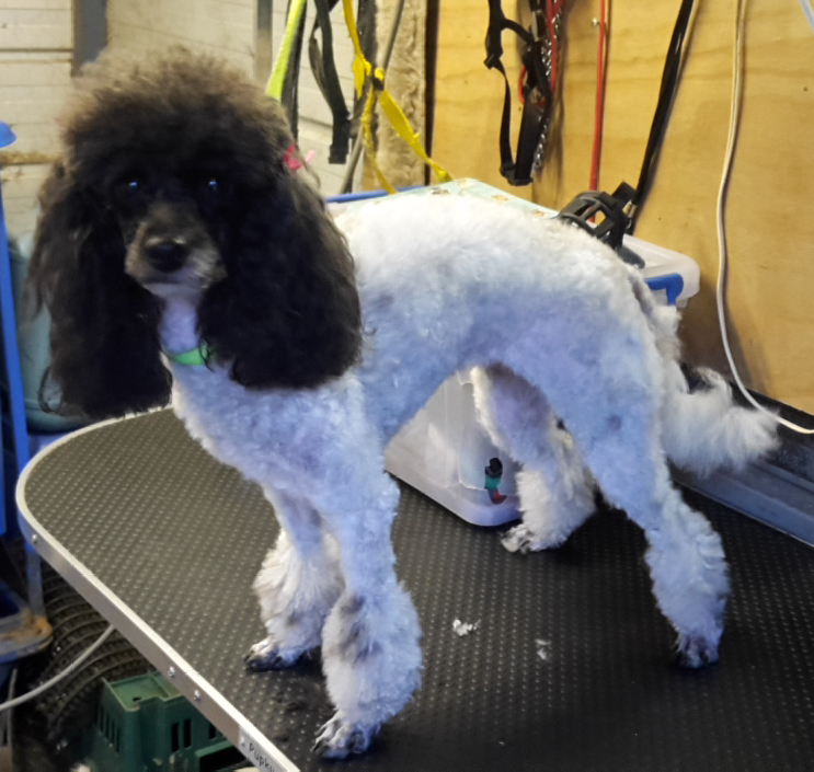 Toy Poodle - New Norfolk