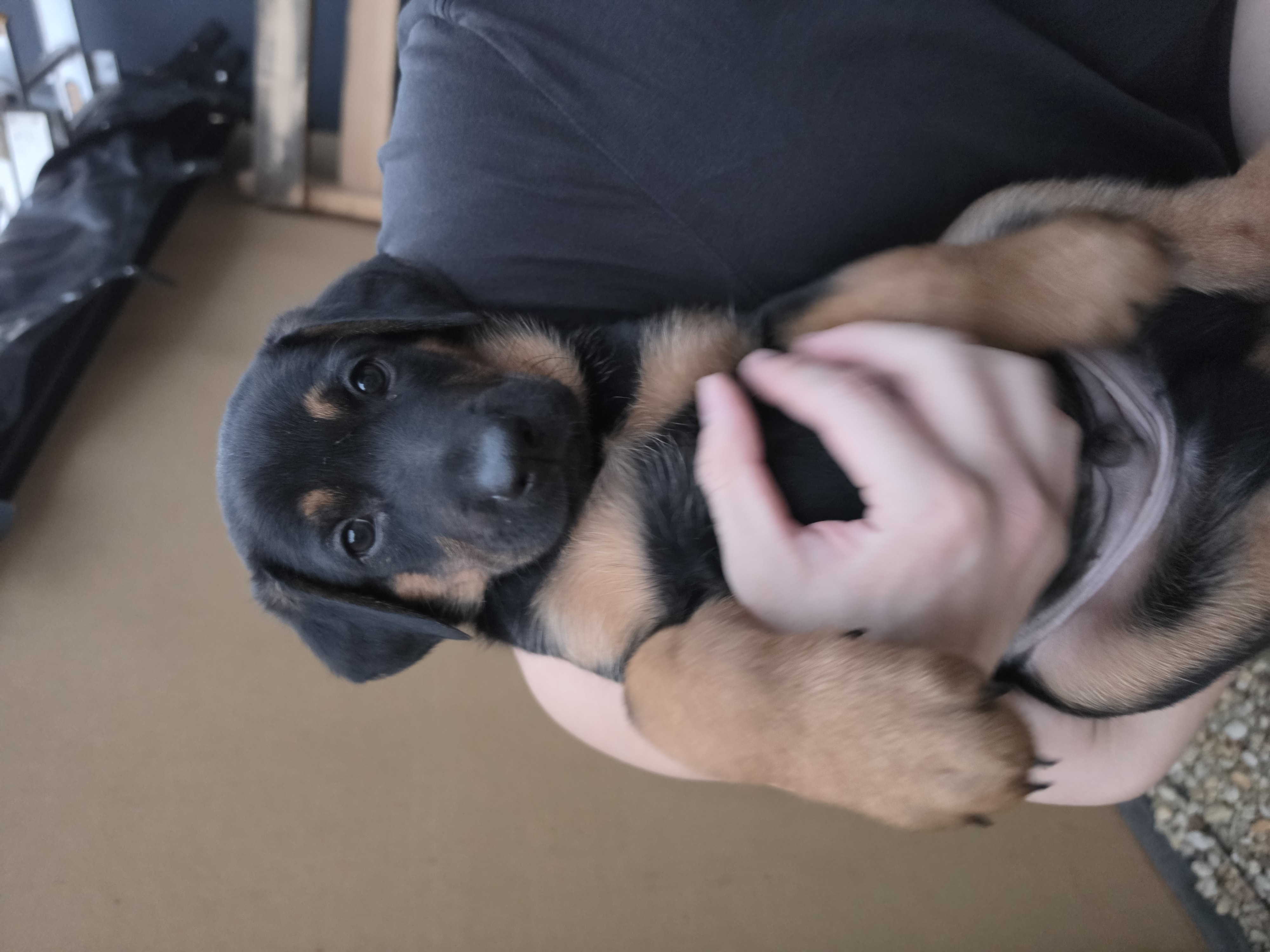 Dobermann – Austral