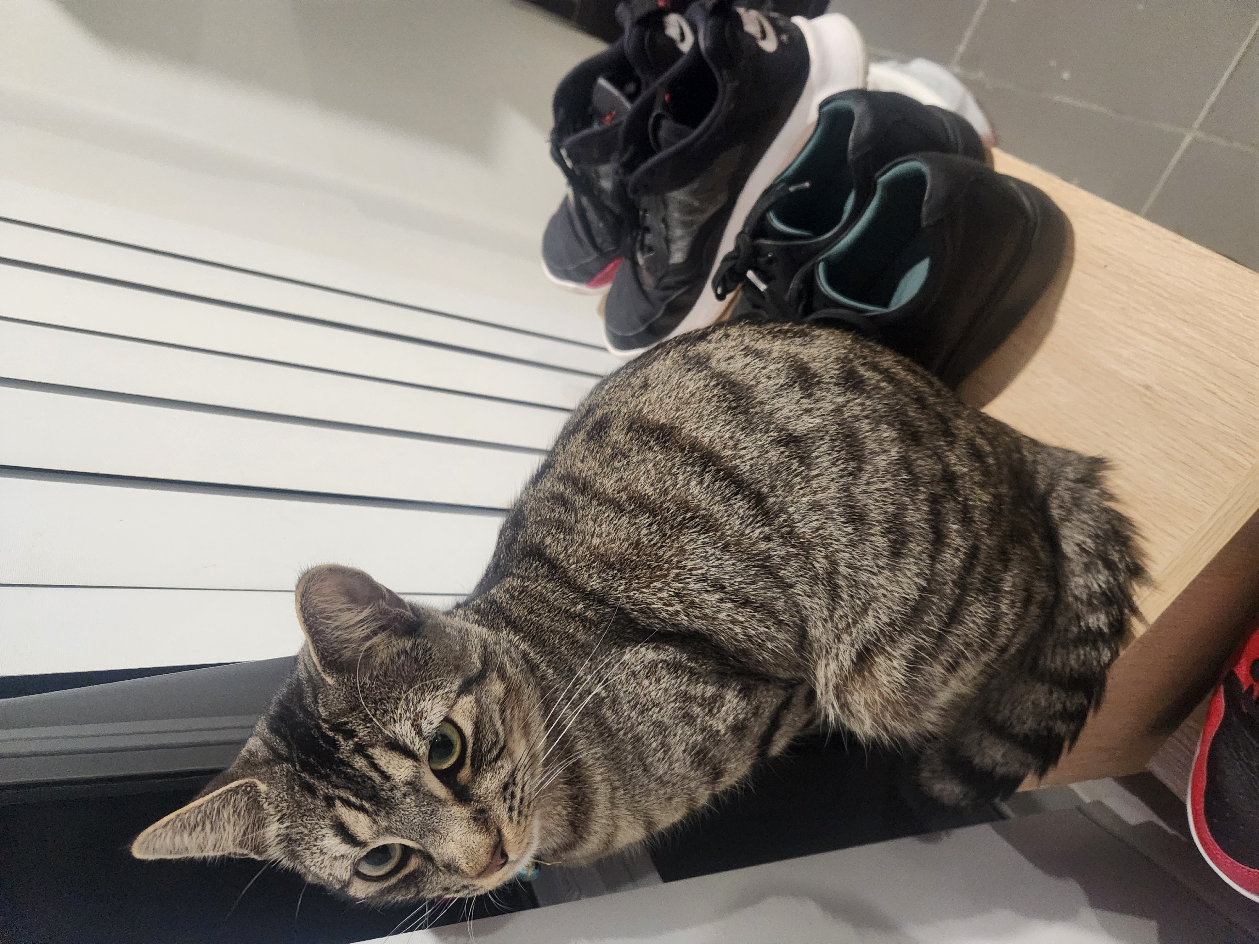 Domestic Short Hair (DSH) – Chris