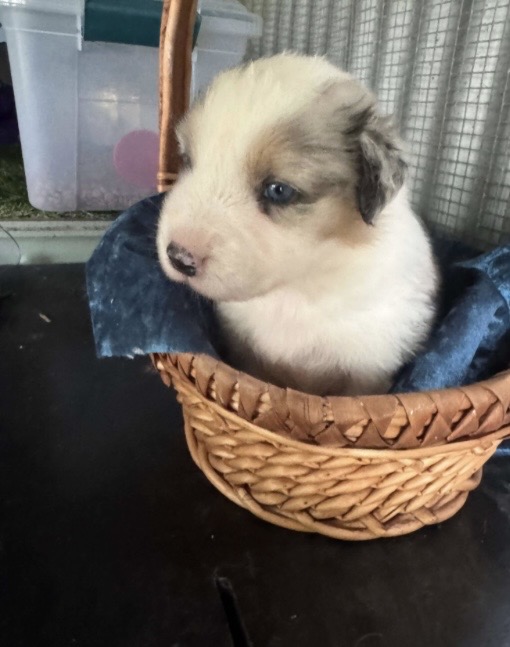 Australian Shepherd – Jimboomba