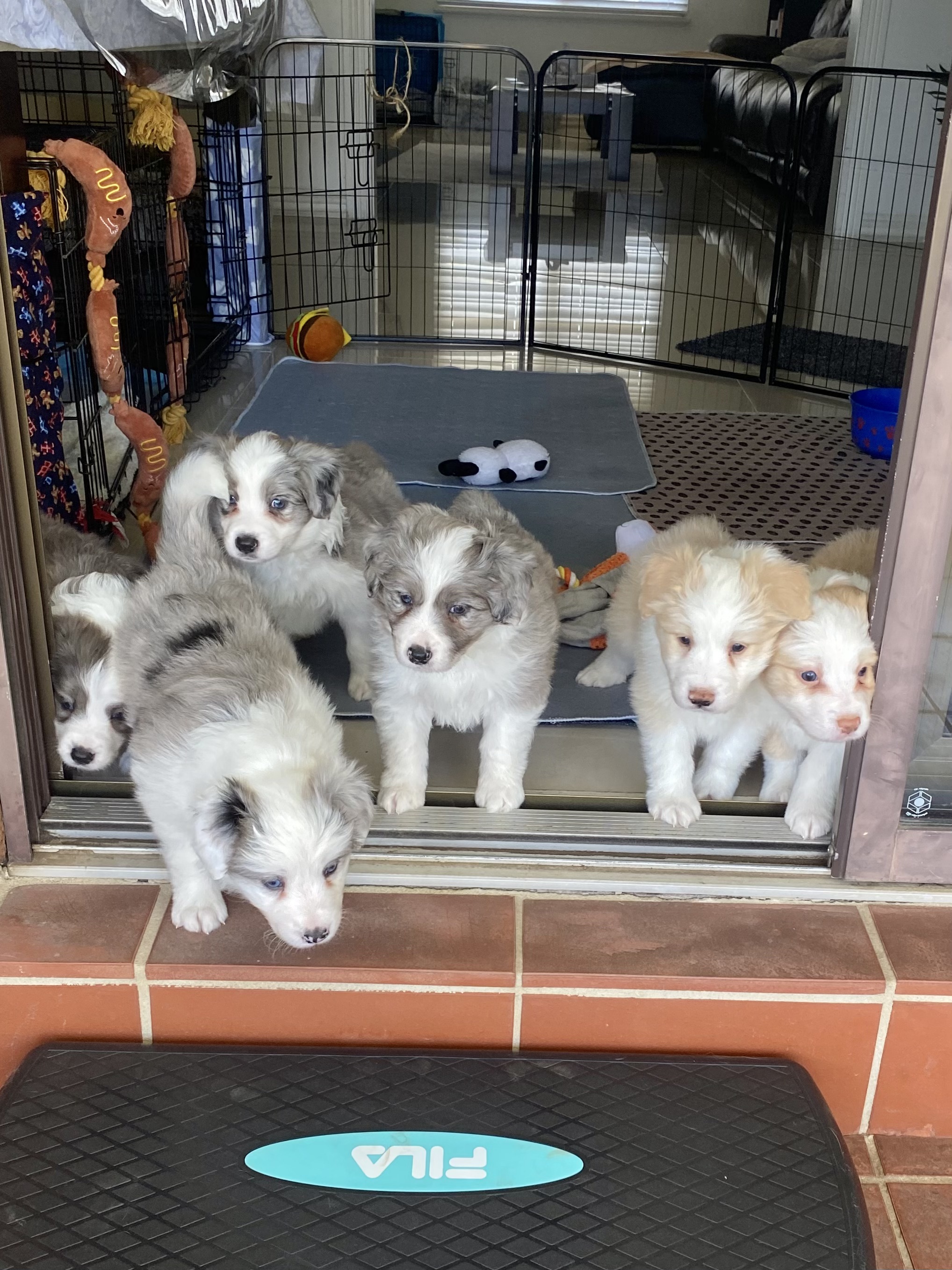 Border Collie Puppies READY NOW
