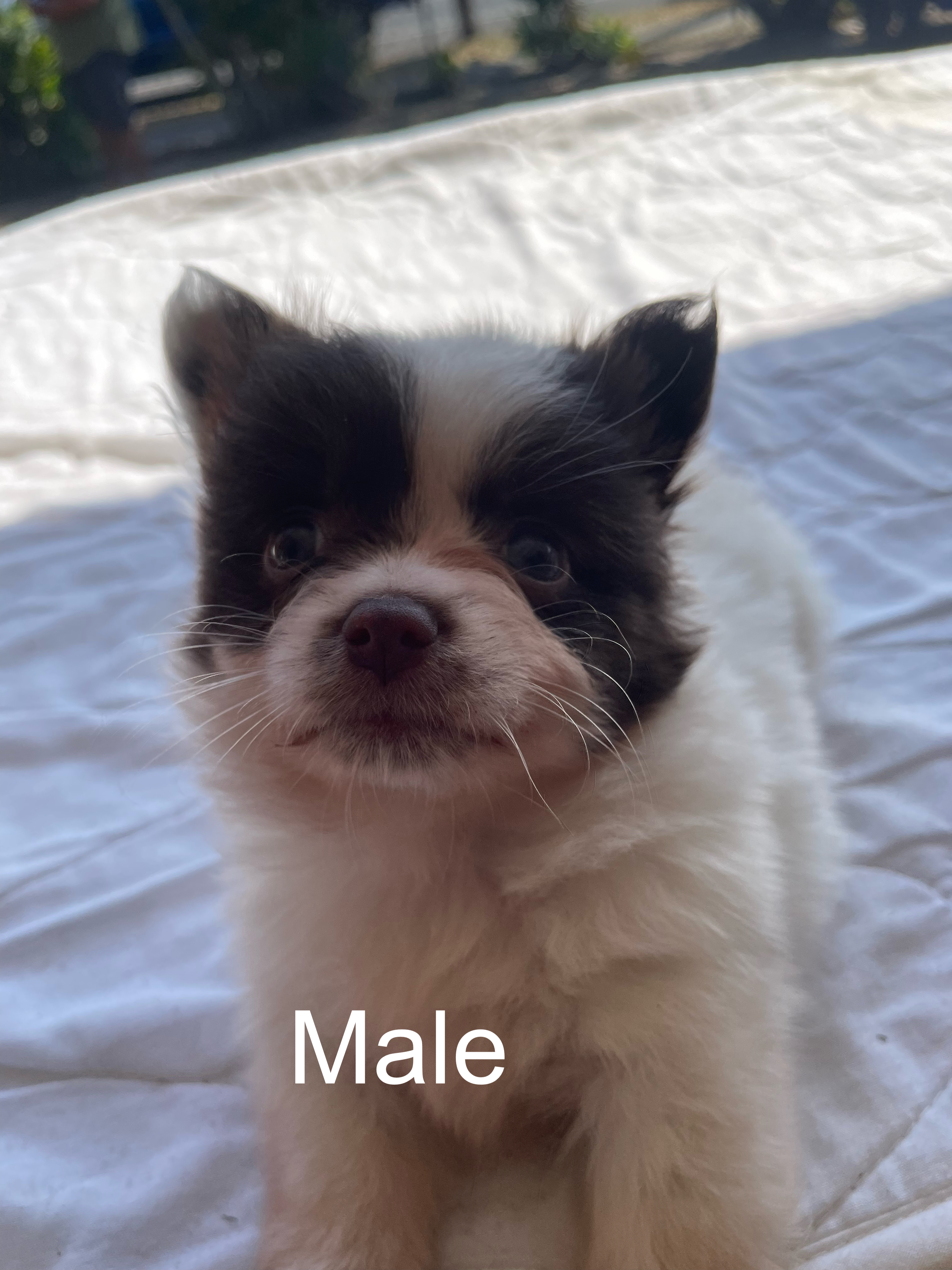 Pomeranian – Crestmead