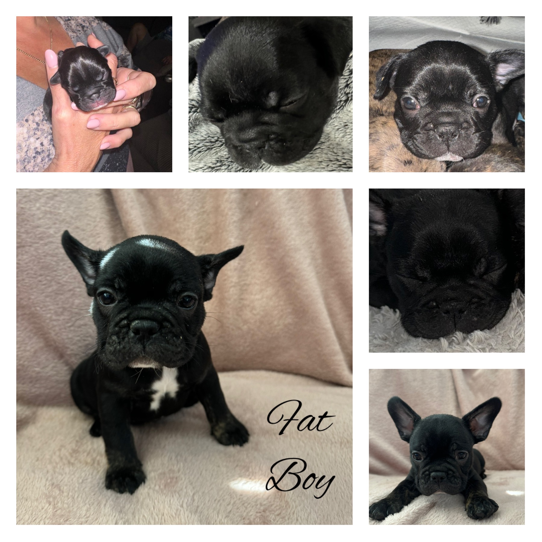 French Bulldog – Brassall