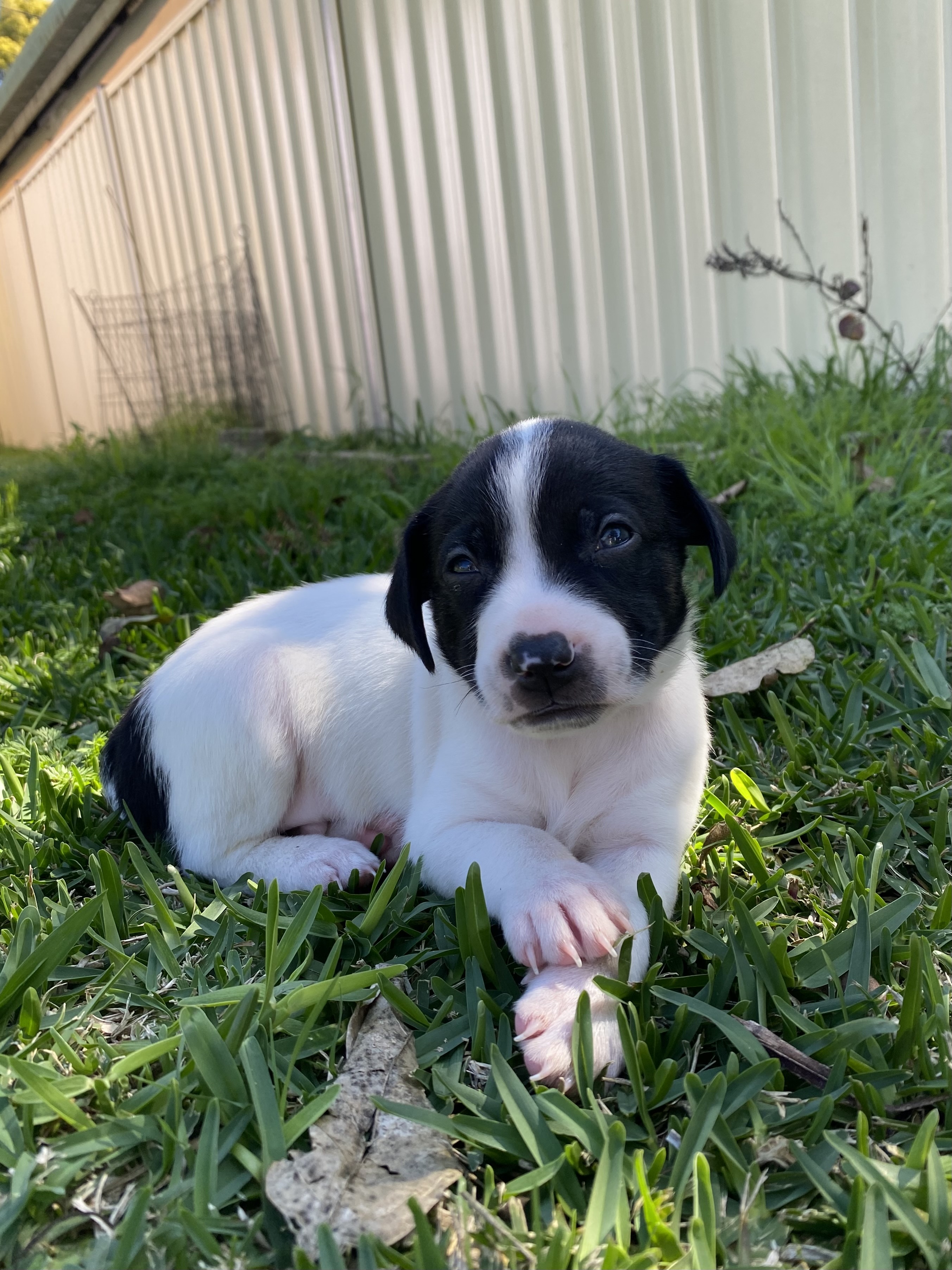 Fox Terrier – Ipswich