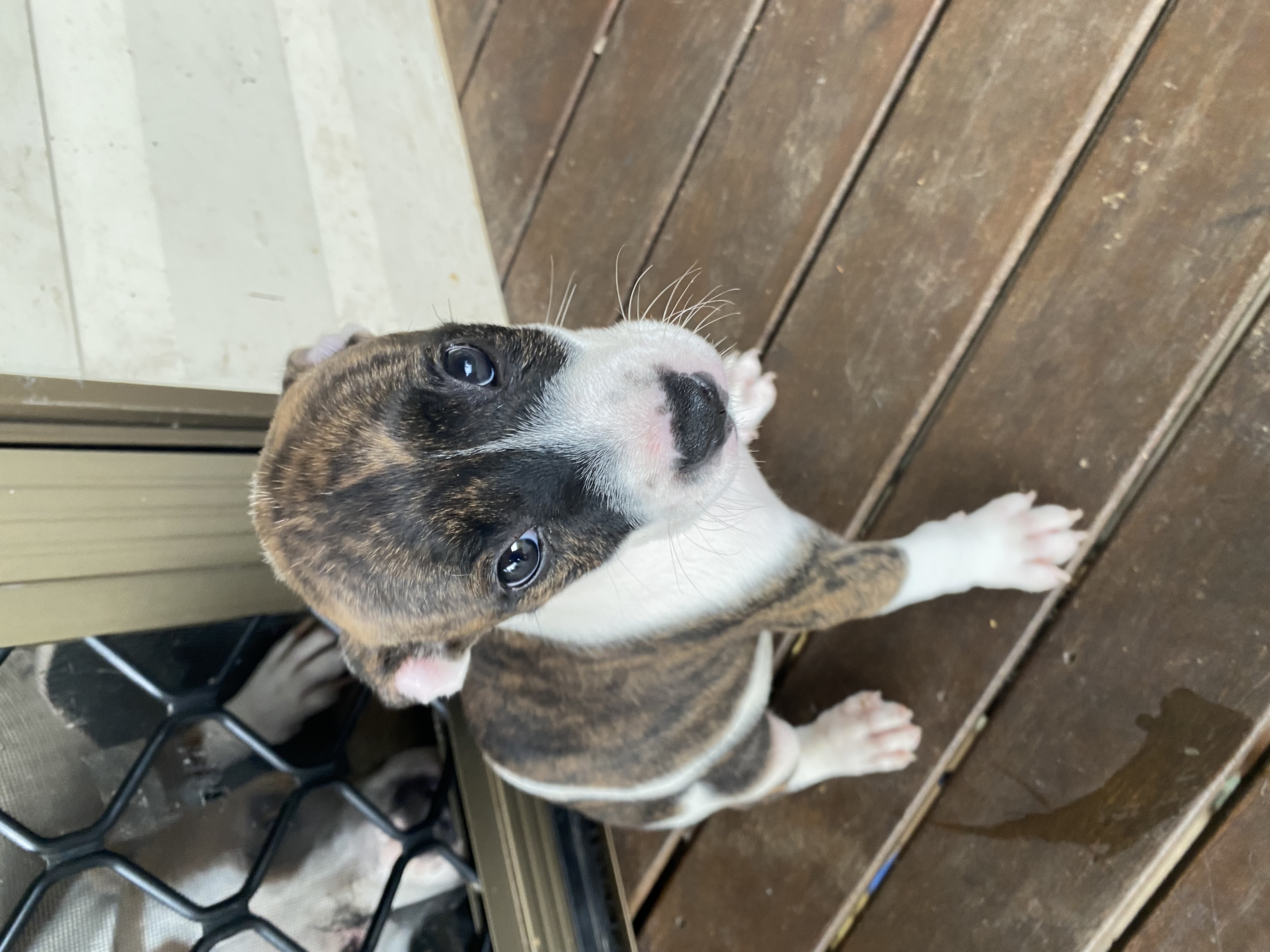 Dogs – Logan Reserve