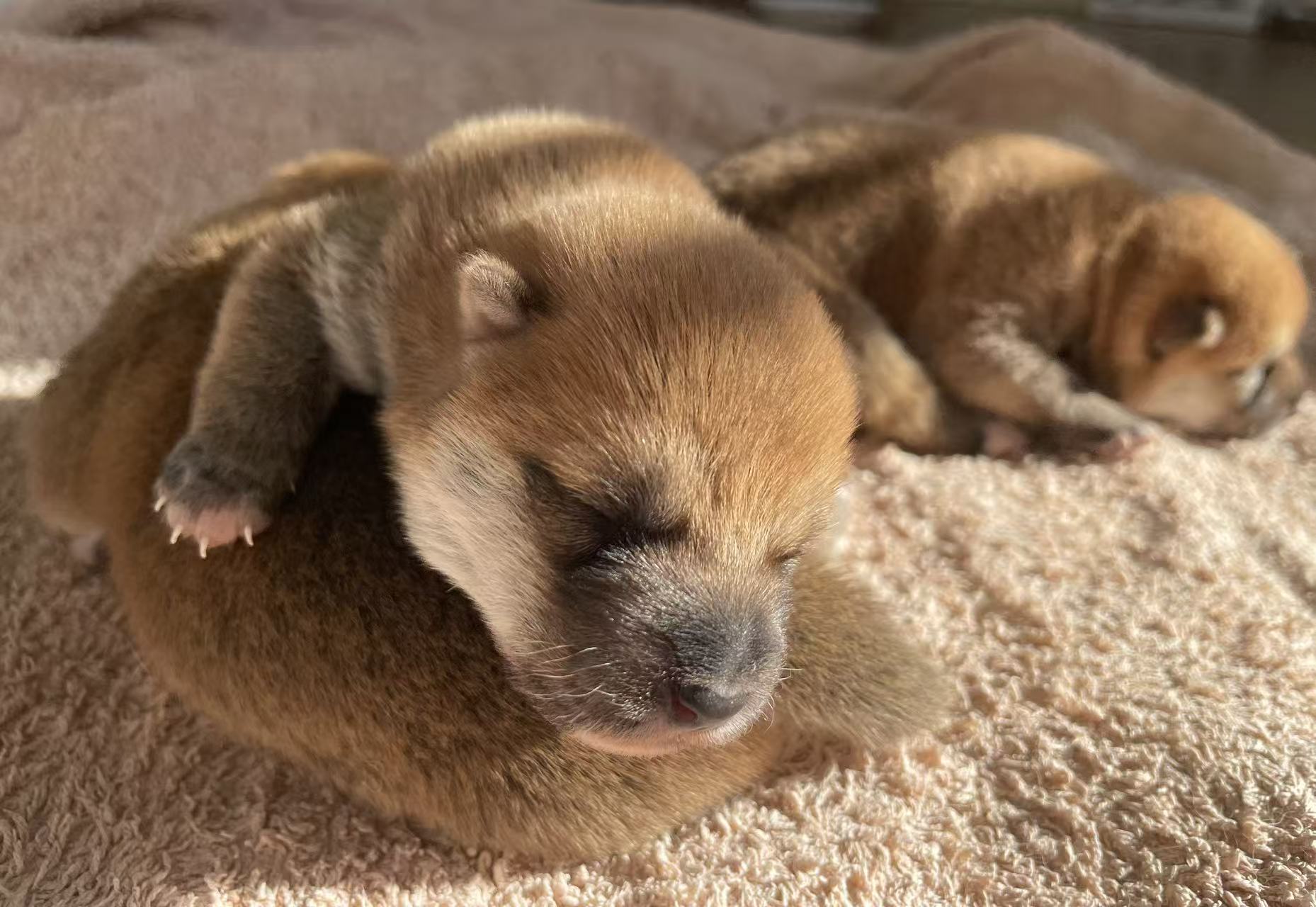 Shiba Inu – Leppington