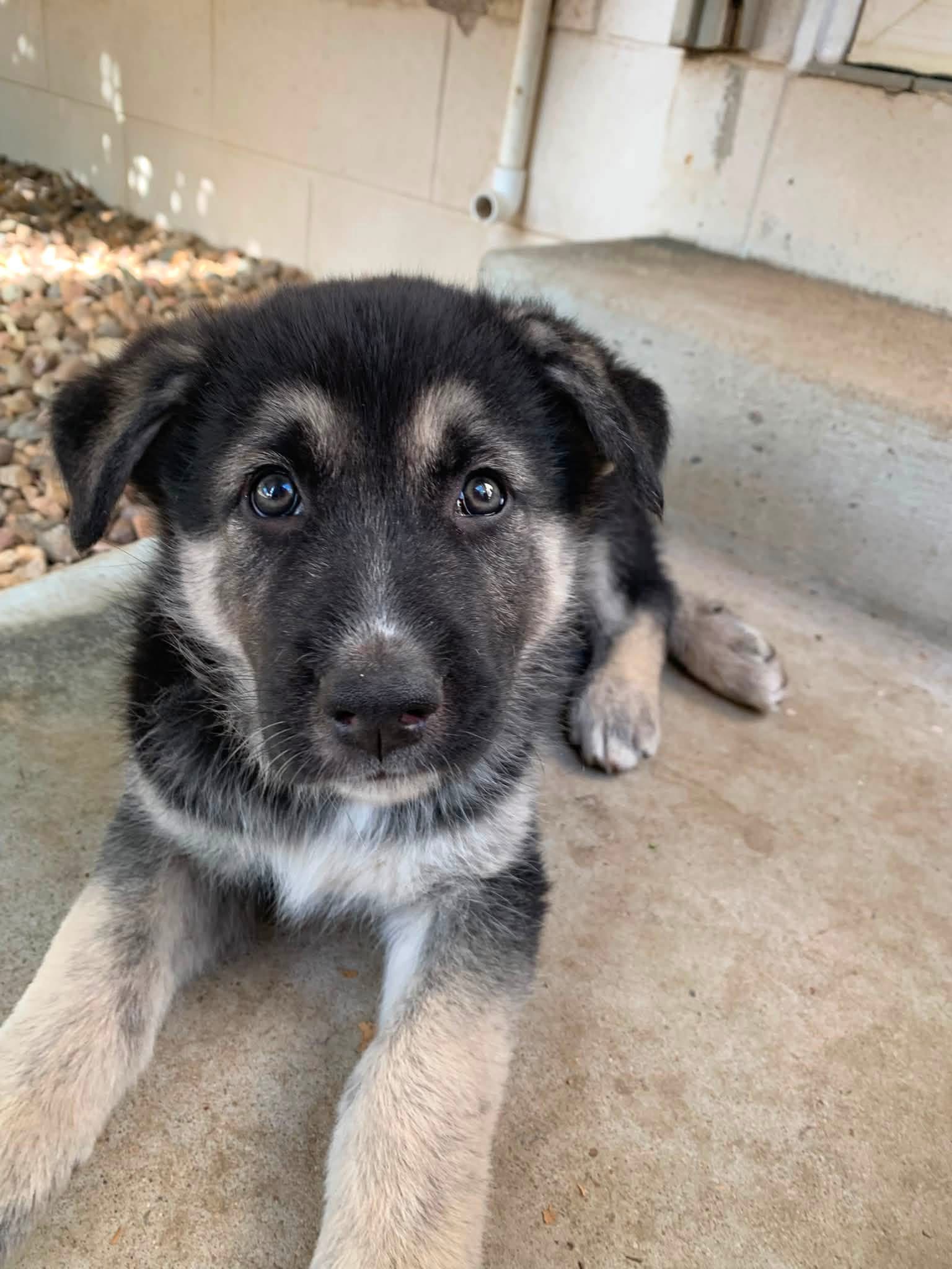 German Shepherd – Alice River